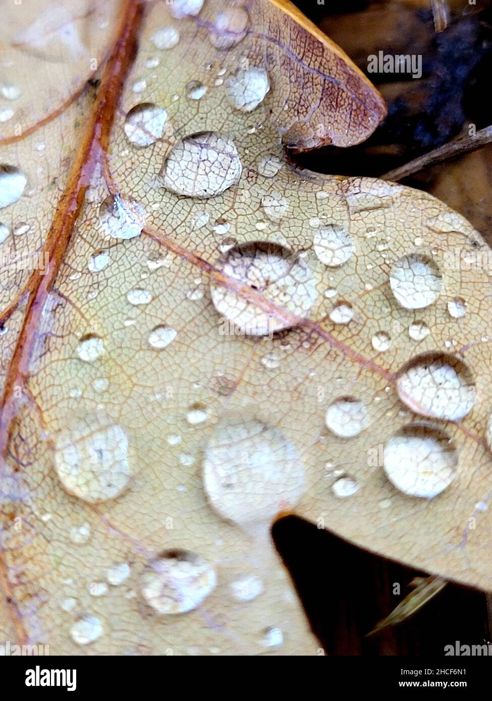 Nahaufnahme eines trockenen Eichenblattes mit Wassertropfen Stockfoto