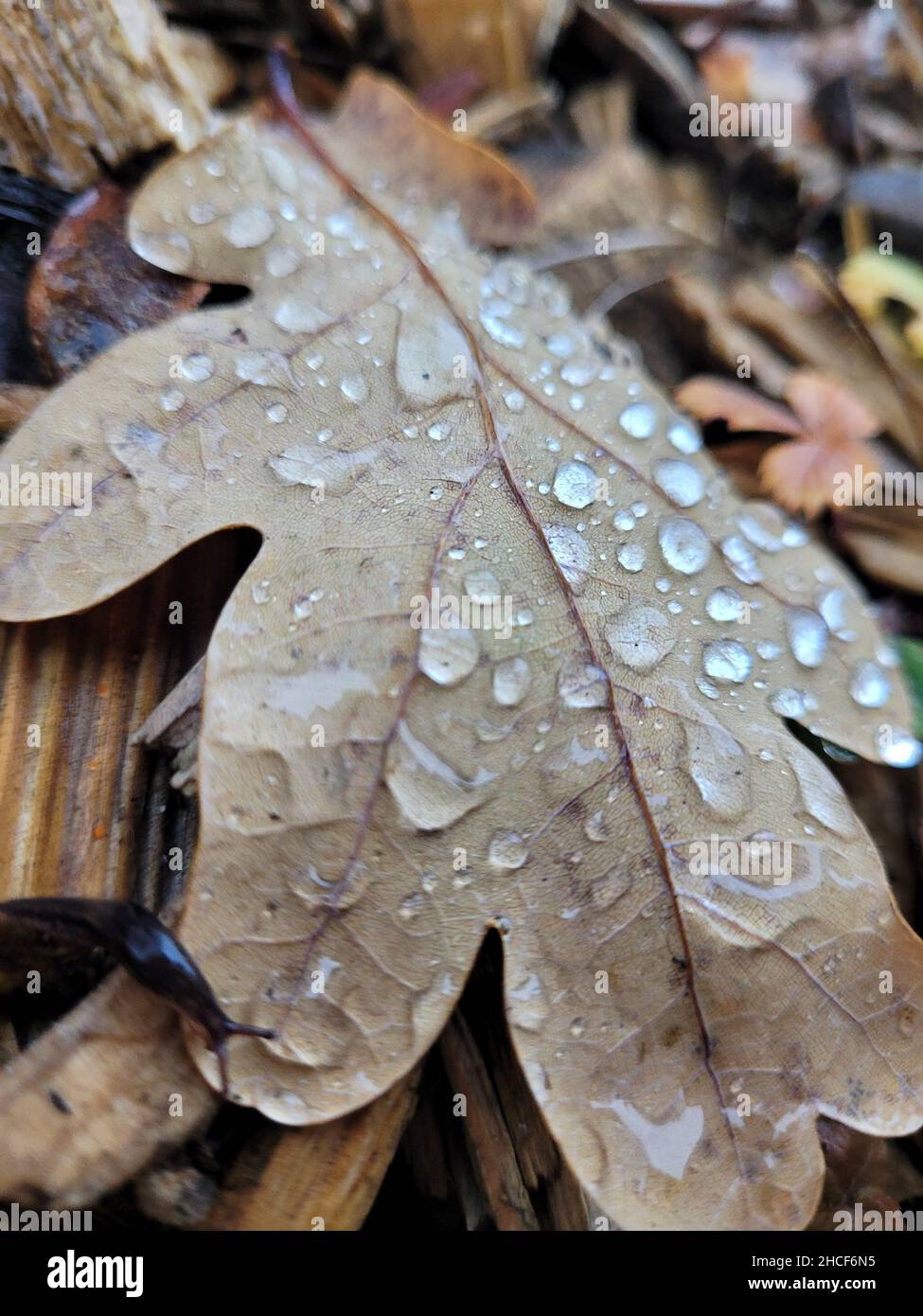Nahaufnahme eines trockenen Eichenblattes mit Wassertropfen Stockfoto