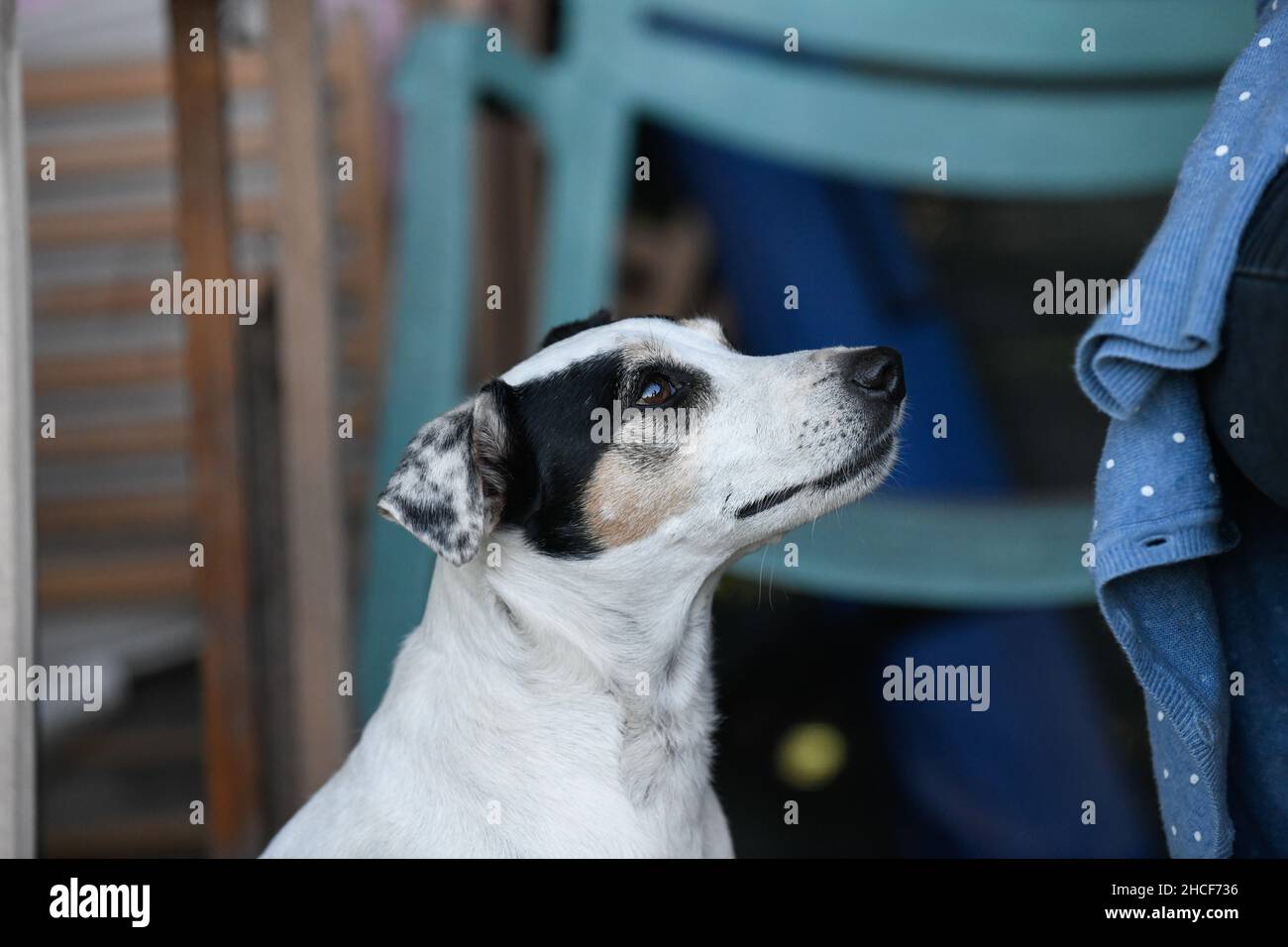 Ein hübscher Hund sieht seiner Herrin aufmerksam nach. Stockfoto