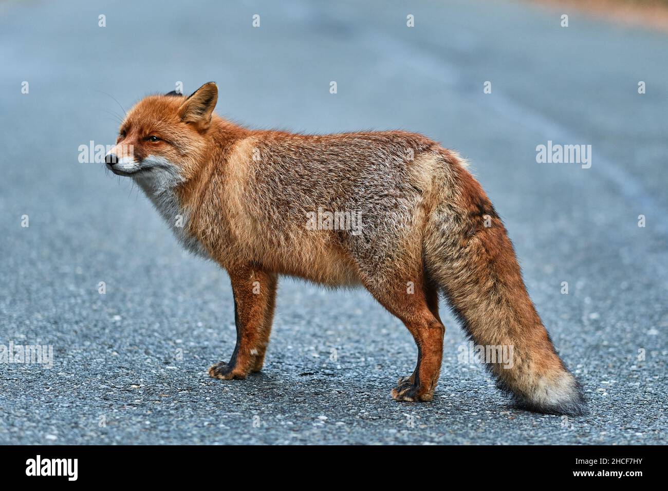 Nahaufnahme eines niedlichen kleinen orangen Fuchses, der mit geschlossenen Augen auf dem Asphalt steht Stockfoto