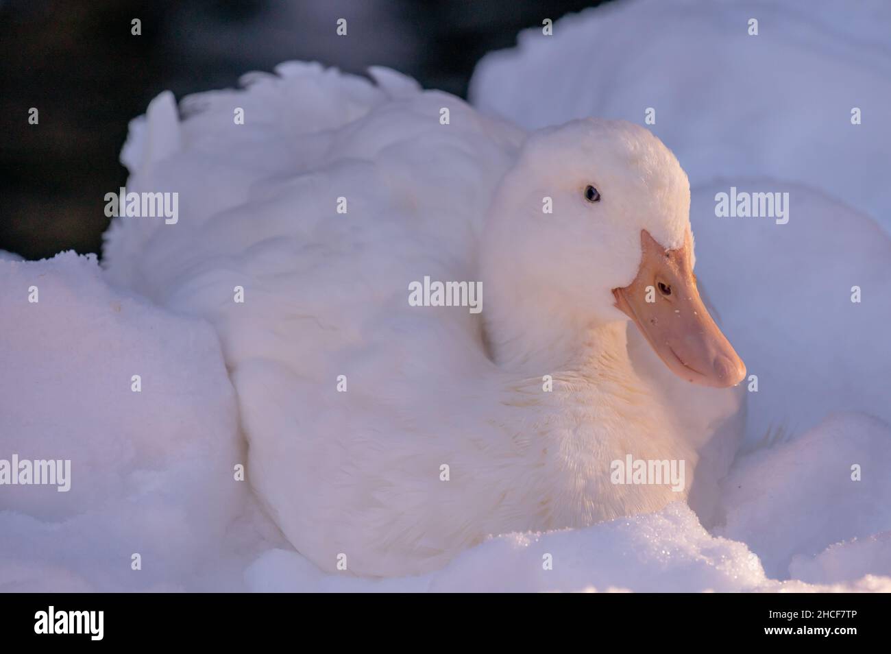 Weiße Ente im Schnee. Ausruhen von American Pekin im Sonnenlicht. Der Pekin oder der Weiße Pekin. Kalte Wintersaison. Stockfoto