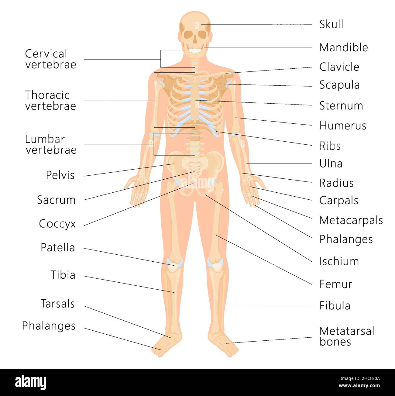 Menschliches Skelettsystem mit Aufdruck von Knochen-Infografiken auf weißem Hintergrund. Medizinisches Banner. Realistische gelbe Knochen von Gliedmaßen oder Schädel, Stamm mit Stock Vektor