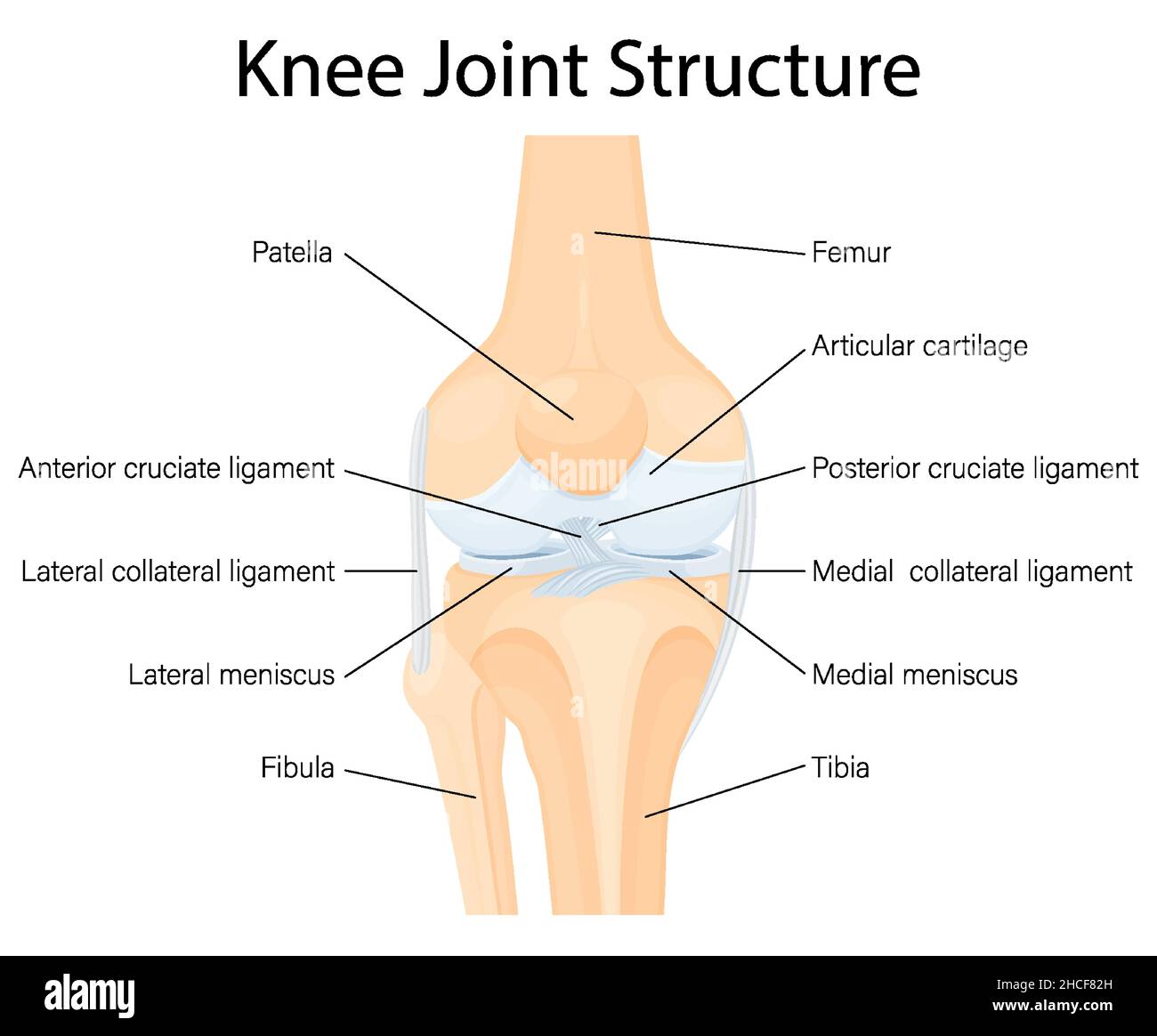 Anatomie des menschlichen Kniegelenks. Bänder des Knies. Vordere und hintere Kreuzbänder, Patellar und Quadrizeps, Sehnen, mittlere und laterale Colla Stock Vektor Anatomie des menschlichen Kniegelenks. Bänder des Knies. Vordere und hintere Kreuzbänder, Patellar und Quadrizeps, Sehnen, mittlere und laterale Colla Stock Vektor