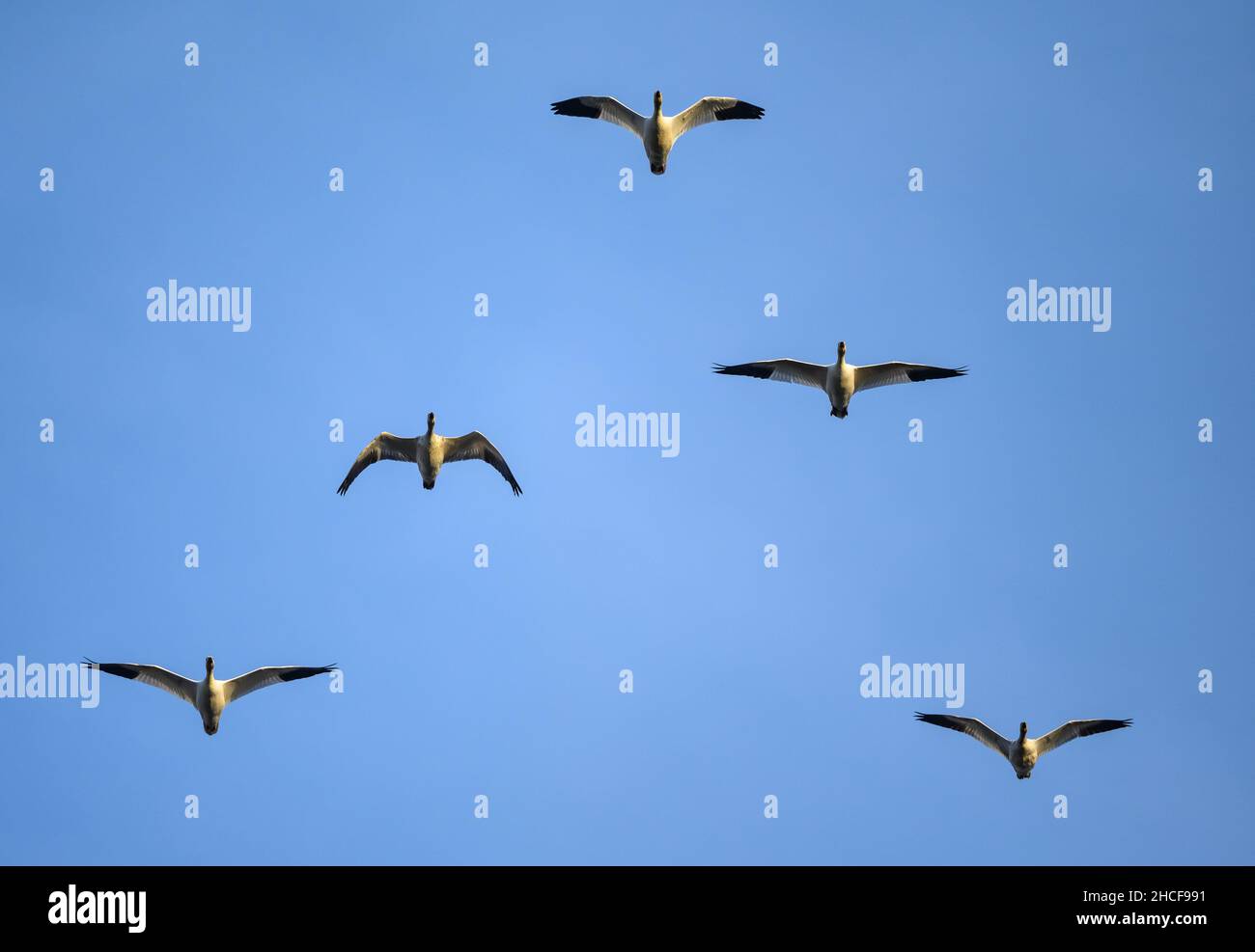 Ein Schwarm wandernder Schneegänse (Anser caerulescens), die über uns fliegen. Houston, Texas, USA. Stockfoto