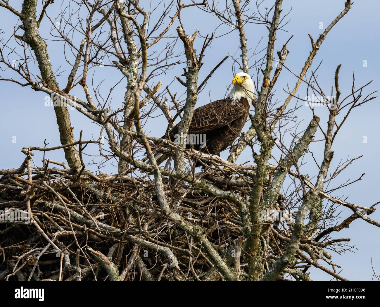 Ein erwachsener Weißkopfadler (Haliaeetus leucocephalus) steht Wache seines Nestes. Houston, Texas, USA. Stockfoto