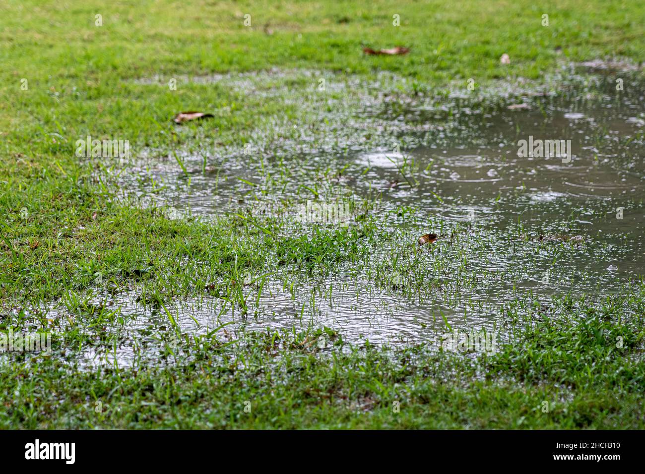 Pudle auf dem Rasen durch den Regensturm verursacht. Nahaufnahmen von Regentropfen, die auf Wasser fallen, und trockenen Blättern. Stockfoto