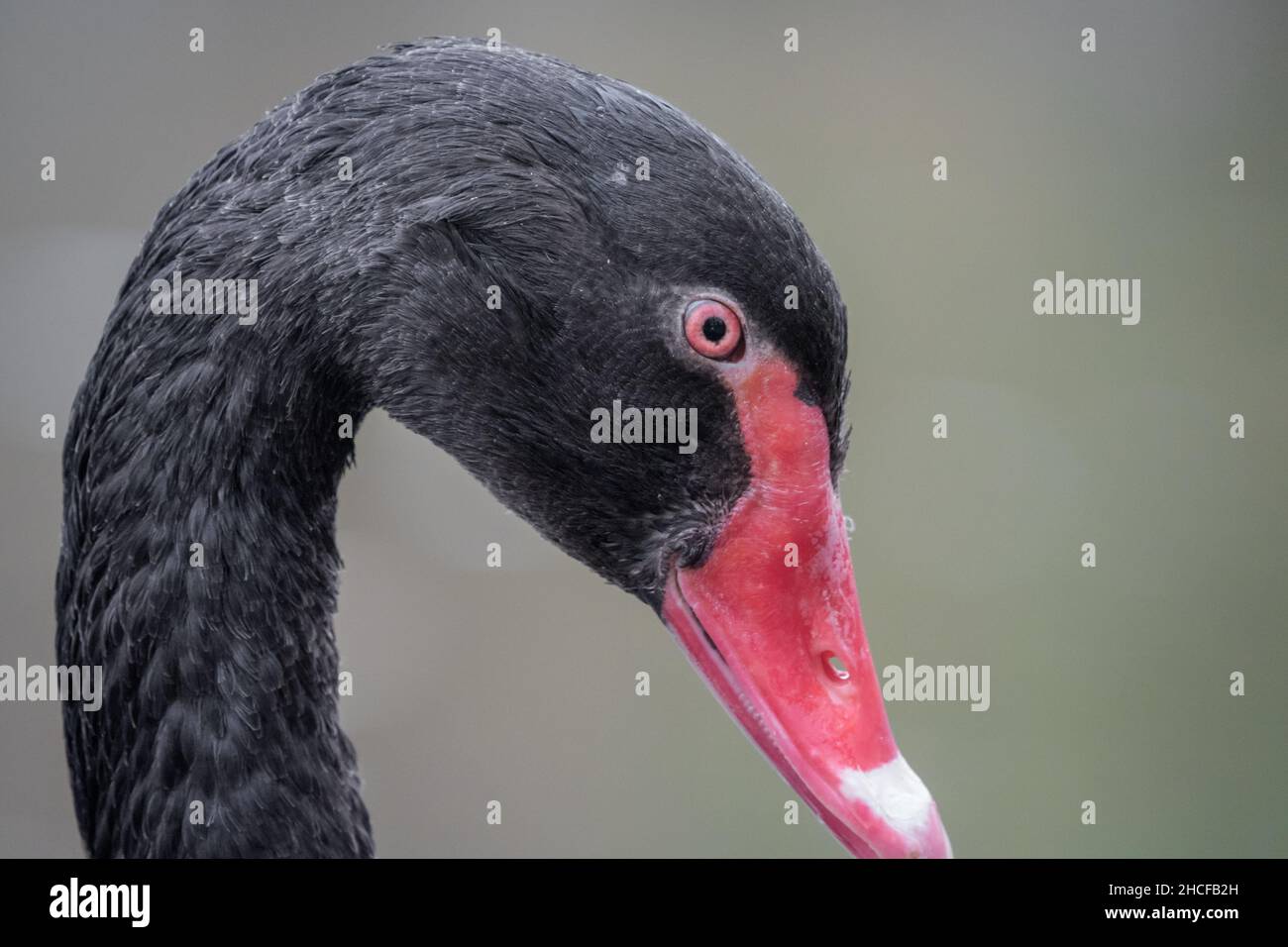 Ein Trauerschwan aus der Nähe in Bad Kösen thüringen Stockfoto