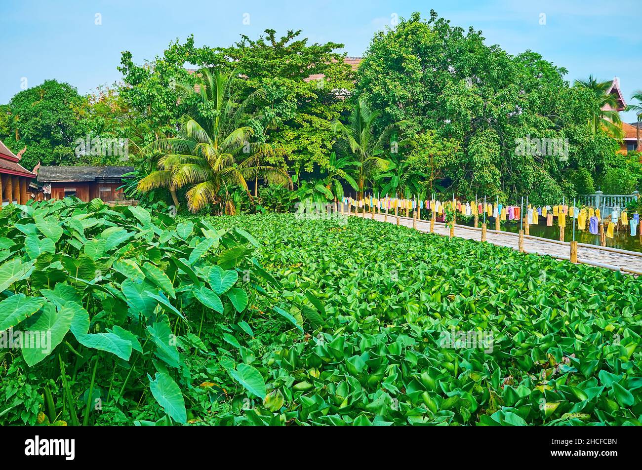 Der malerische grüne Garten des Wat Jedlin Tempels mit üppig grünen Lotuspflanzen am See und der Bambusbrücke mit Laternen im Hintergrund, Chiang Ma Stockfoto