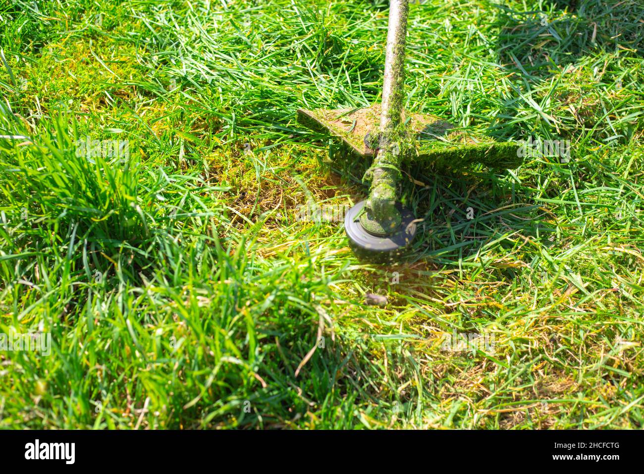 Der Gärtner mäht das grüne Gras mit einem Rasenmäher. Nahaufnahme. Stockfoto