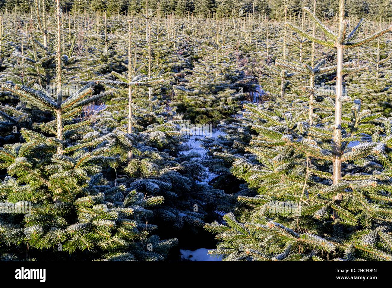 Weihnachtsbaumfarm im Winter Stockfoto