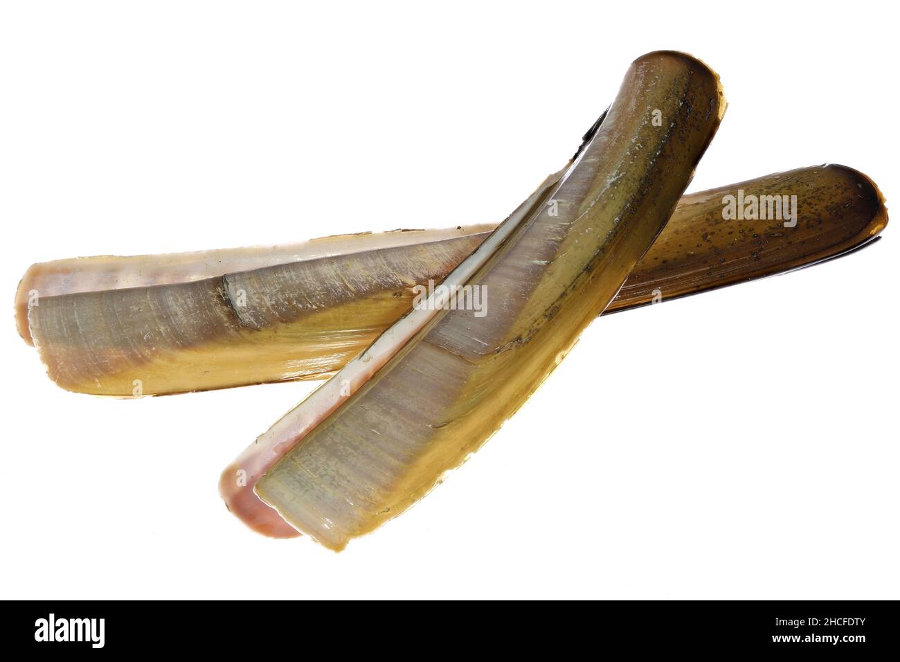 Atlantische Jackmesserklamm (Ensis directus) von der niederländischen Nordseeküste isoliert auf weißem Hintergrund Stockfoto