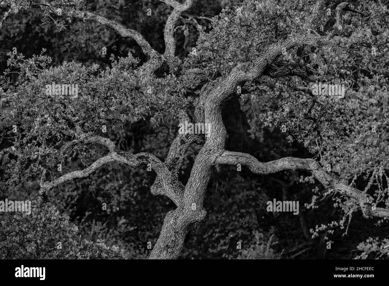 Blue Oak, Quercus douglasii, vom Condor Gulch Trail im Pinnacles National Park, Kalifornien, USA Stockfoto