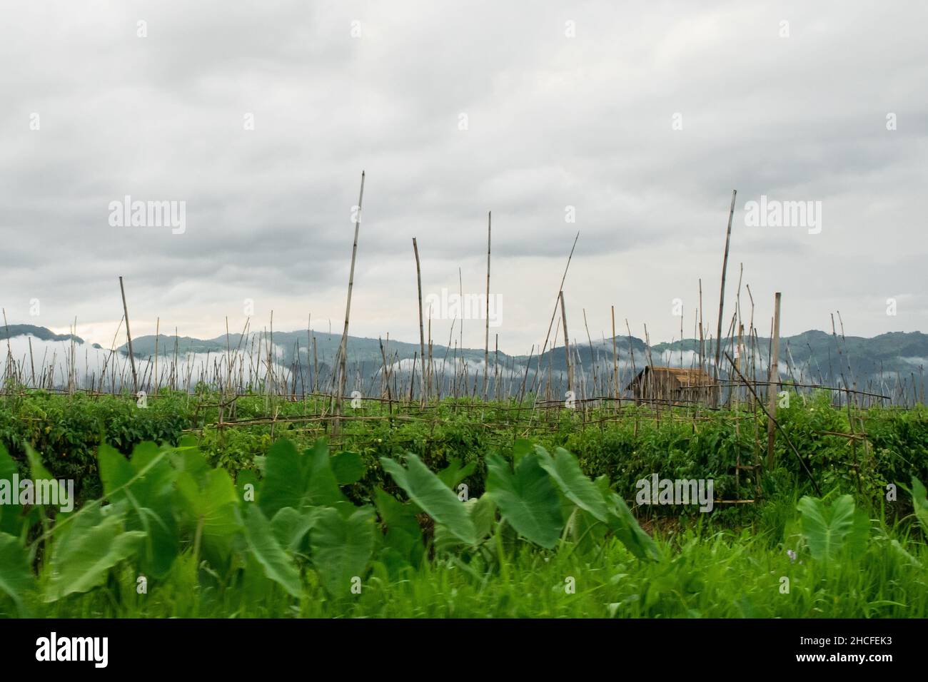 Schwimmende Gärten und Ackerland in Inle Lake, Myanmar, zeigen das ländliche Leben der Burmesen Stockfoto