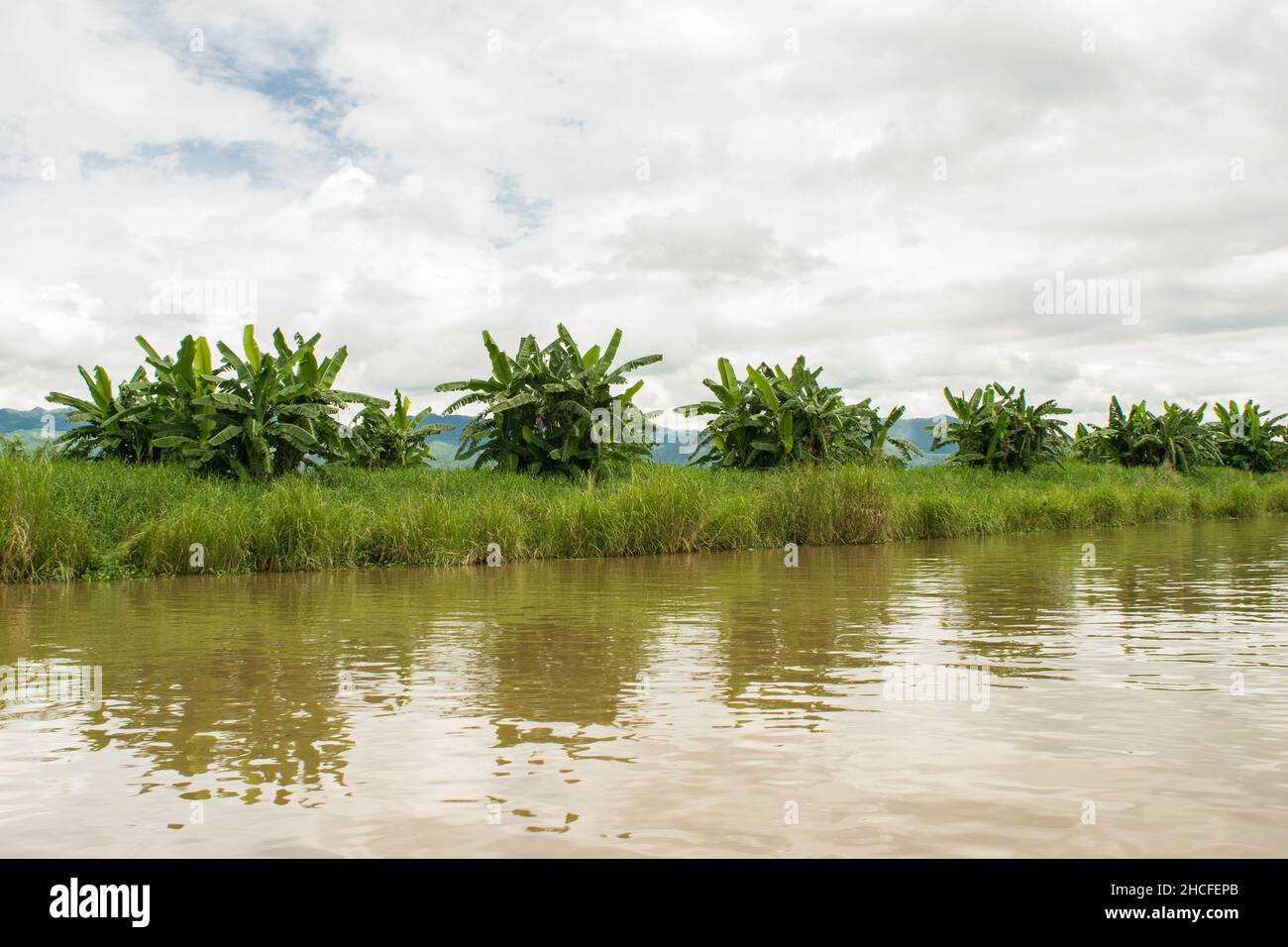 Schwimmende Vegetation, Pflanzen und Bäume im Wasser des Inle Lake, Myanmar, während der Monsunsaison Stockfoto