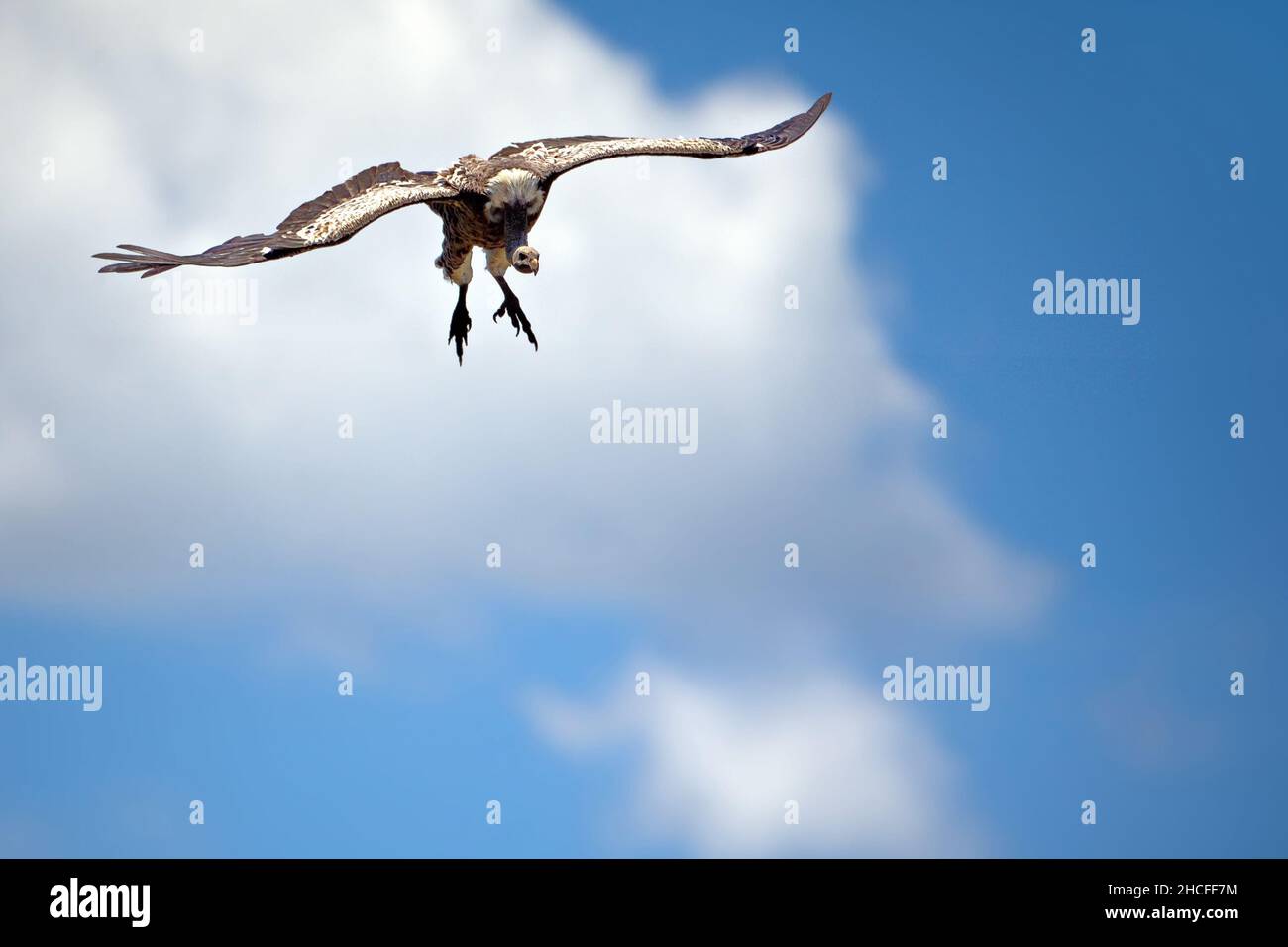 Luftaufnahme eines mächtigen Vogels in einem blauen Himmel in Tansania Stockfoto Luftaufnahme eines mächtigen Vogels in einem blauen Himmel in Tansania Stockfoto