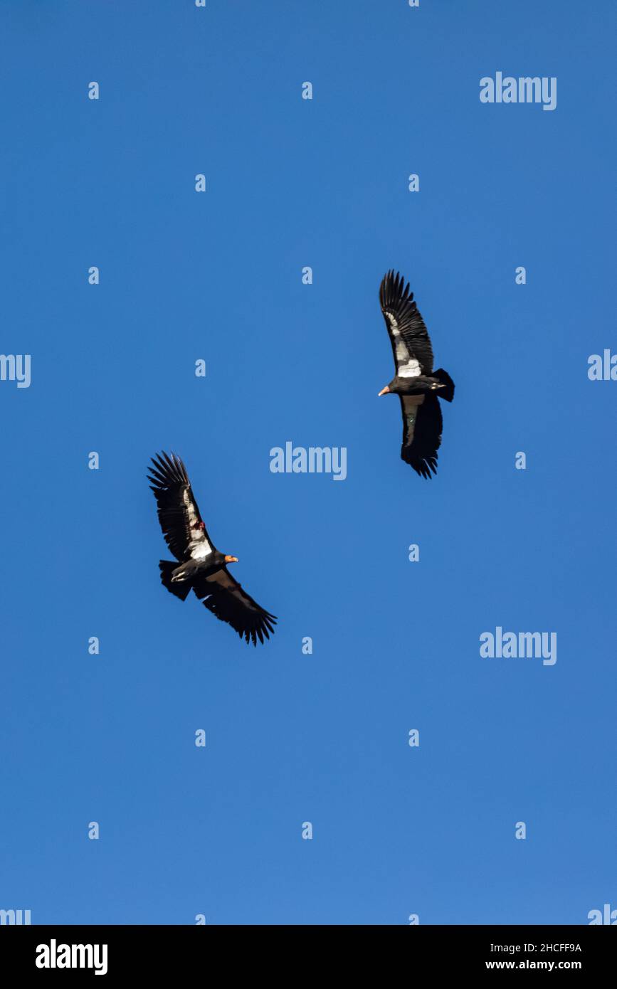 California Condor, Gymnogrips californianus, hoch über den High Peaks of Pinnacles National Park, Kalifornien, USA Stockfoto