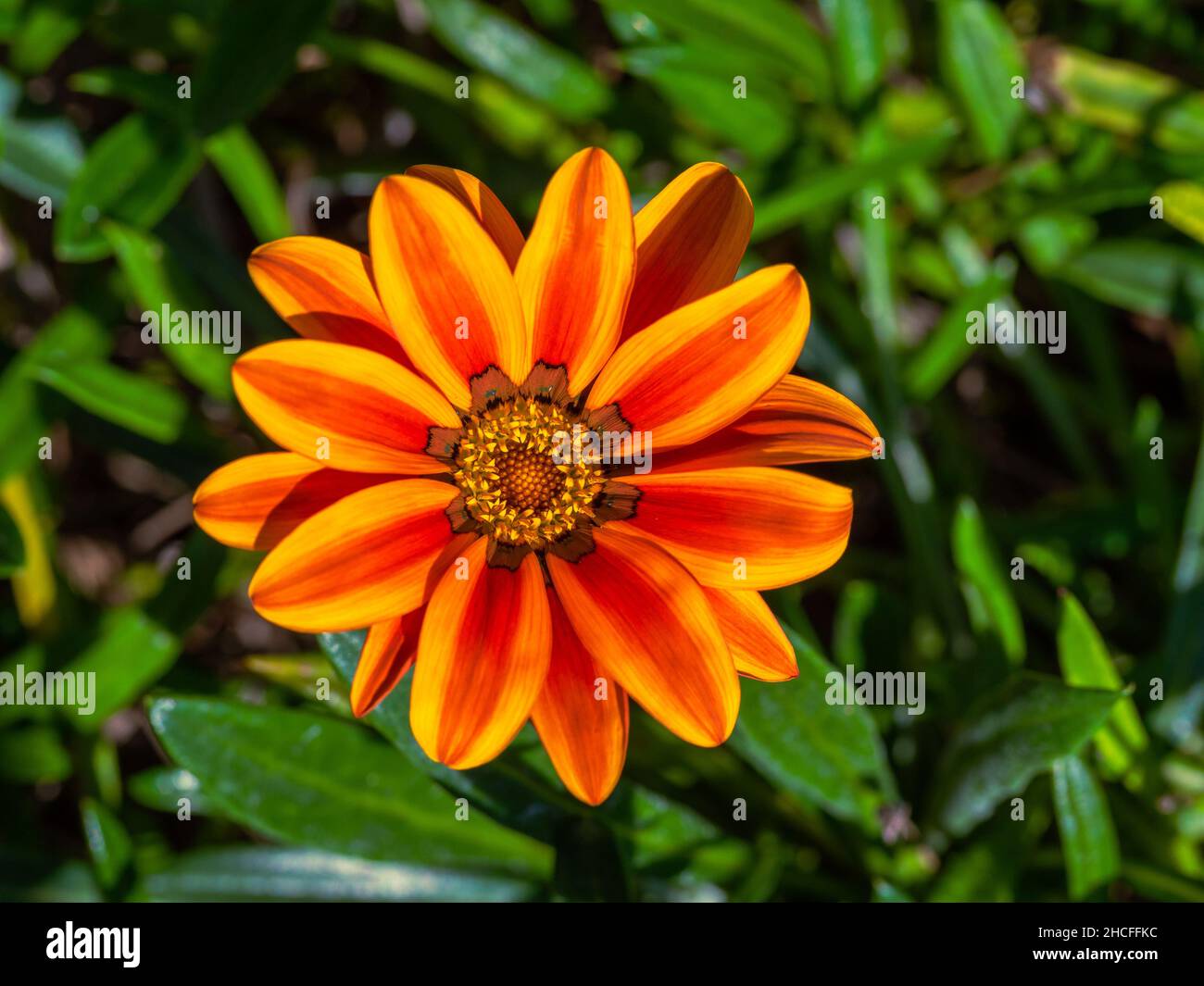 Detail einer orangefarbenen Gazania rigens Blume (Schatzblume) in einem Garten mit verschwommenem Hintergrund Stockfoto
