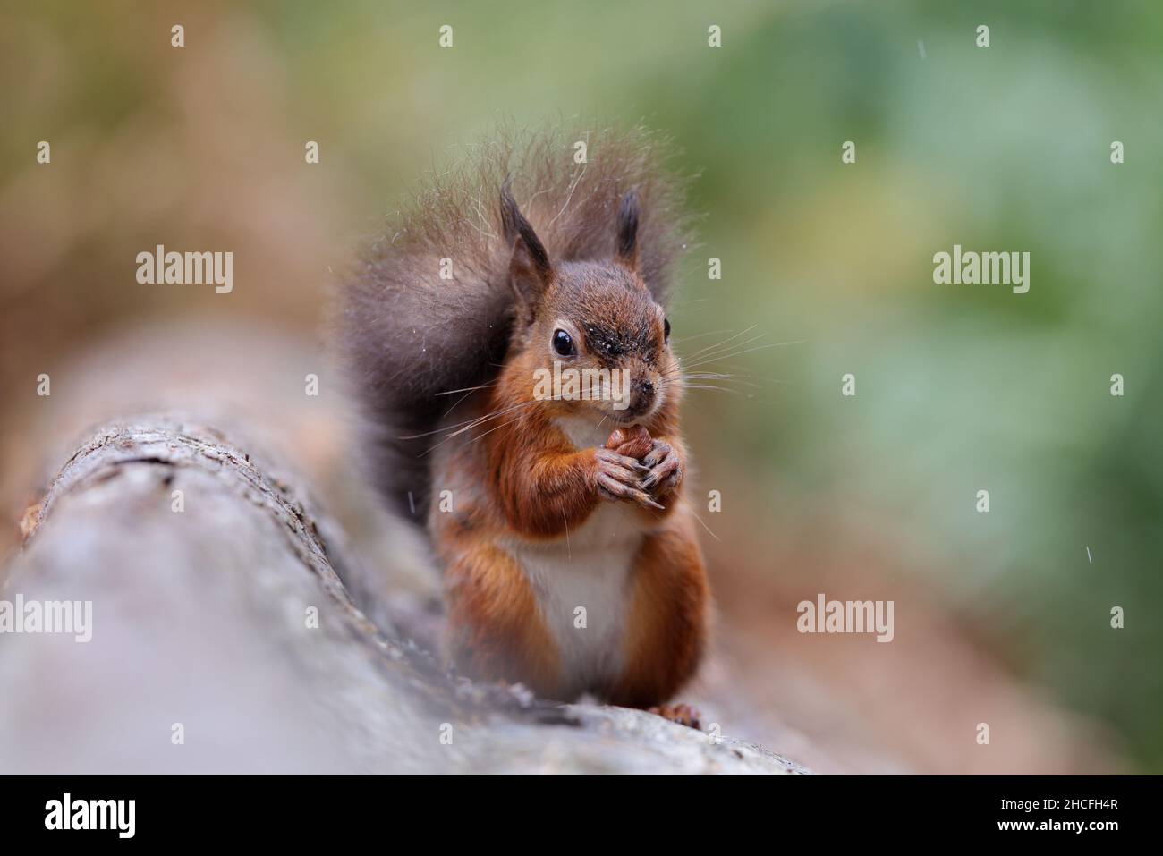 Das rote Eichhörnchen oder Eurasische Eichhörnchen ist eine Pflanzenart in der Gattung baum Eichhörnchen Sciurus gemeinsame in ganz Eurasien. Stockfoto