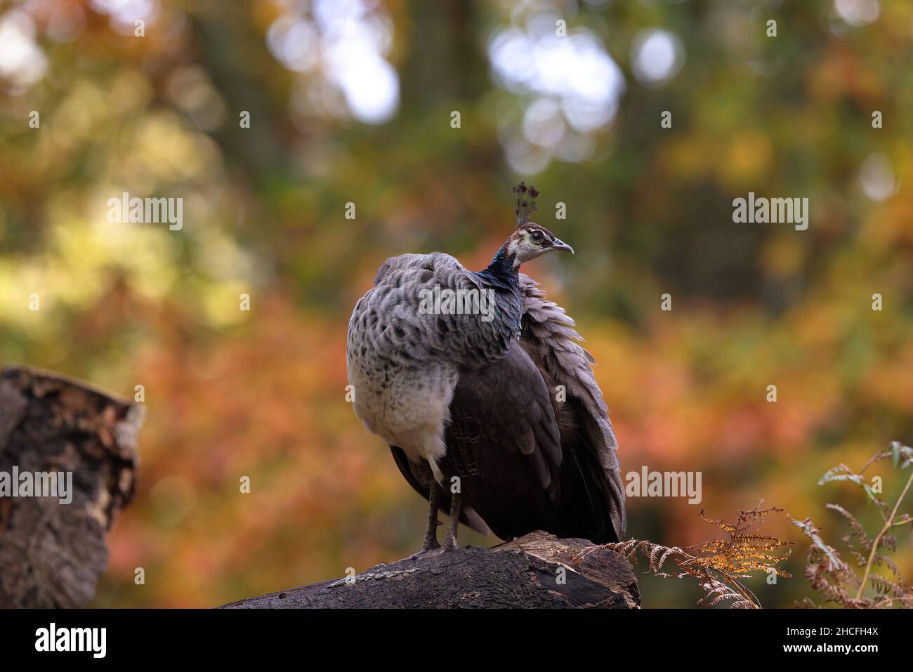 Der indische Pfauenhuhn, auch bekannt als der gewöhnliche Pfauenhuhn und der blaue Pfauenhuhn, ist eine Pfauenart, die auf dem indischen Subkontinent beheimatet ist. Stockfoto