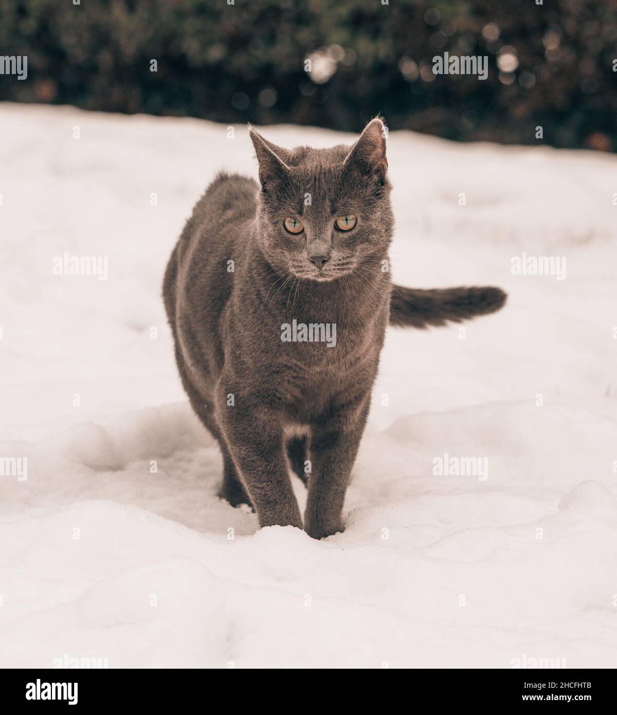 Nahaufnahme der grauen britischen Kurzhaarkatze, die im Winter auf Schnee läuft Stockfoto