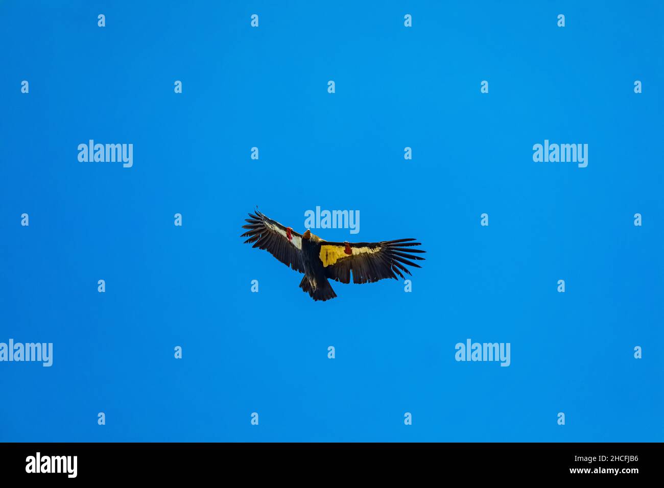 California Condor, Gymnogrips californianus, hoch über den High Peaks of Pinnacles National Park, Kalifornien, USA Stockfoto