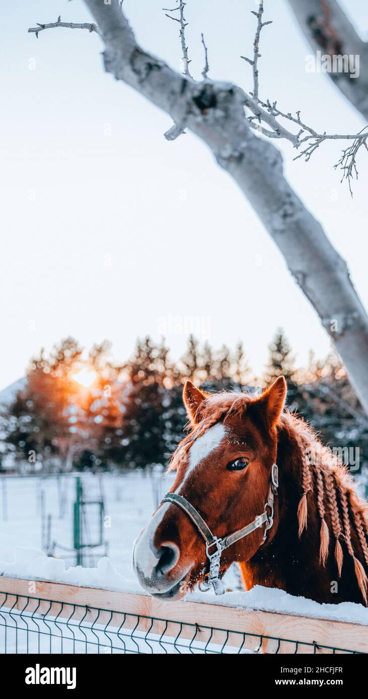 Vertikale Aufnahme eines Pferdes auf einem schneebedeckten Feld Stockfoto