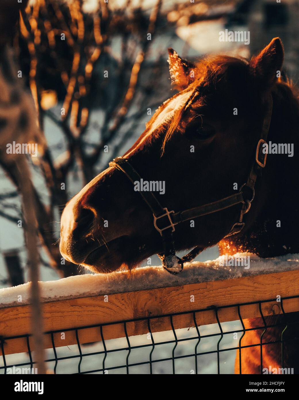Vertikale Aufnahme eines Pferdes auf einem schneebedeckten Feld Stockfoto