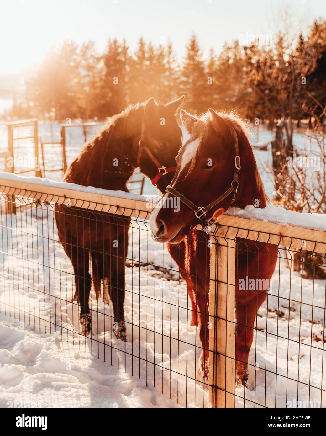 Vertikale Aufnahme von Pferden auf einem schneebedeckten Feld Stockfoto