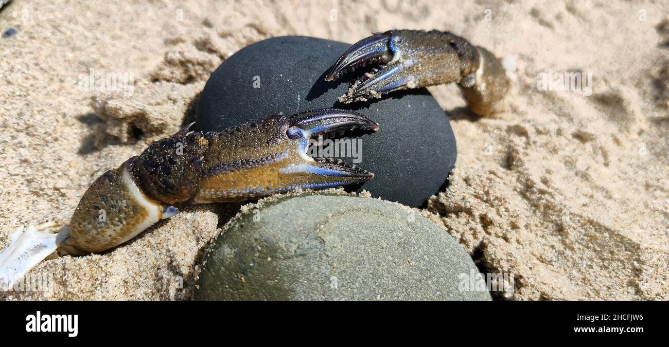 Nahaufnahme der Krallen einer Krabbe an einem Strand Stockfoto