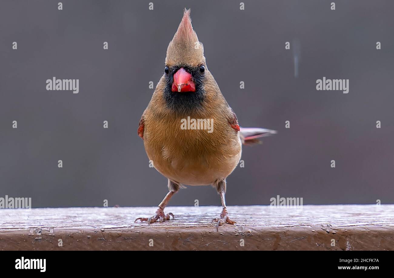 Nördlicher Kardinal Barsche auf dem Deck Stockfoto