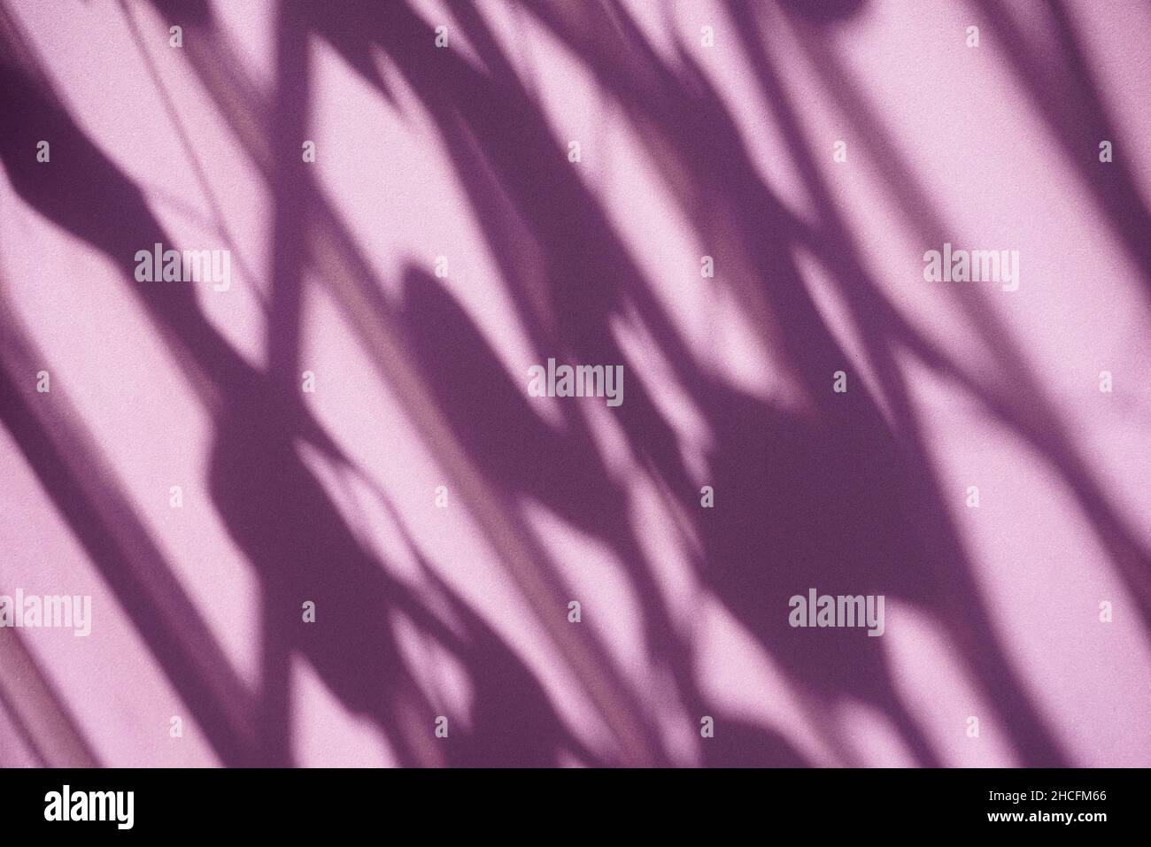 Schattenüberlagerung, Hintergrund. Fenster und Pflanzen hinterlassen Texturschatten auf Lila. Für Ihren Hintergrund, Produktanzeige, Overlays, Präsentation oder Mockup. Stockfoto