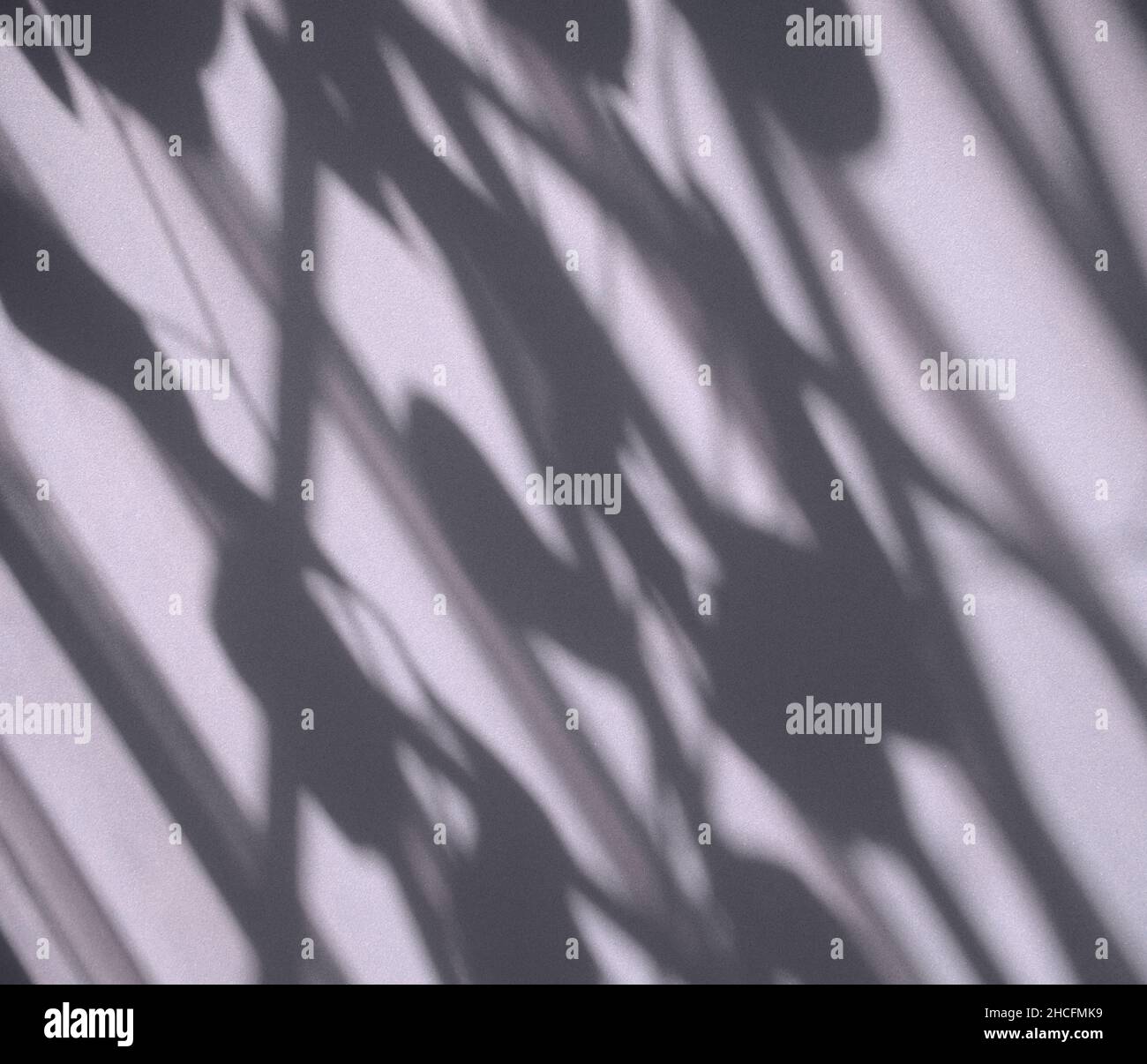 Schattenüberlagerung mit schwarzem und weißem Hintergrund. Fenster und Pflanzen Blätter Textur Schatten abstrakt. Für den Hintergrund, die Produktanzeige, Überlagerungen. Stockfoto