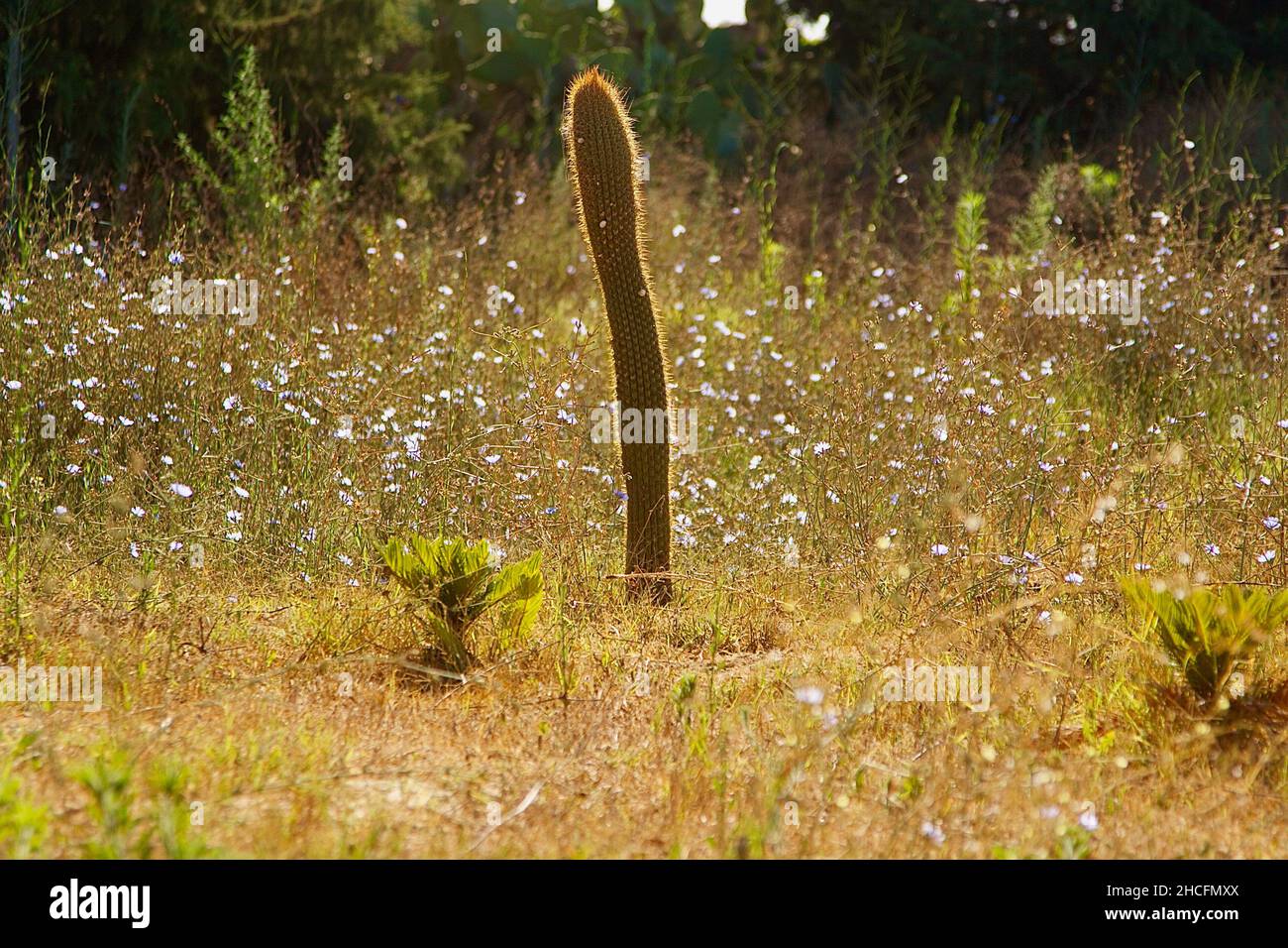 Blick auf die einzelne Kaktuspflanze, die auf dem Feld wächst Stockfoto