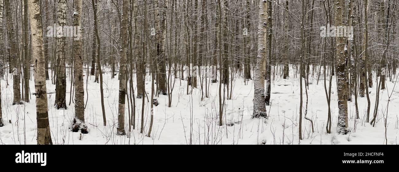 Panoramabild von schneebedeckten leeren Wäldern, schwarzen und weißen Birkenstämmen und anderen Bäumen, niemand im Park, Ruhe und Frieden Stockfoto