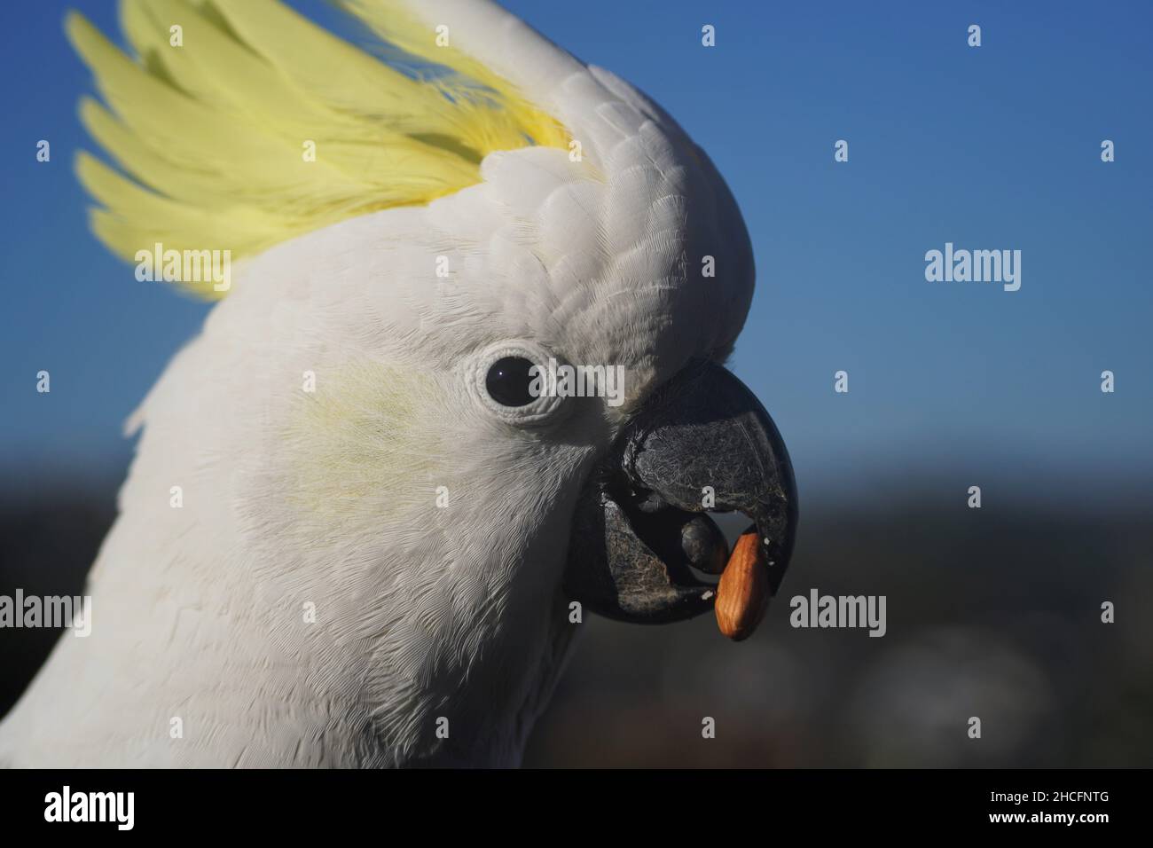 Extreme Close Up Profilansicht eines Kakadus mit einer Mandel im Schnabel Stockfoto