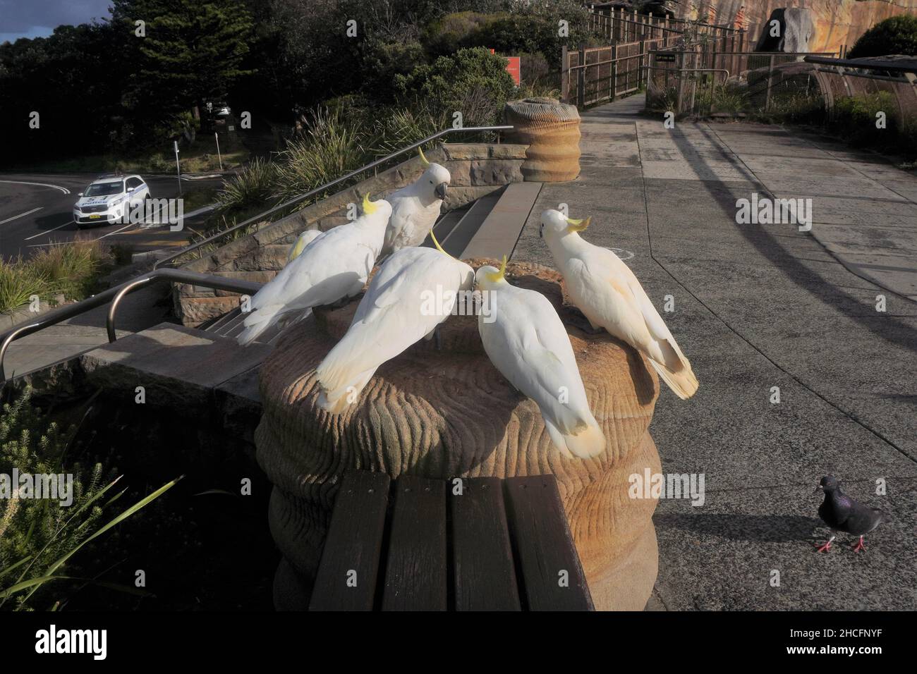 Cockatoos beim Frühstück in Watsons Bay, Sydney Stockfoto