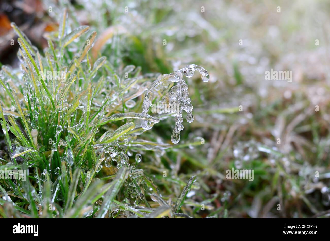 Eisiger Regen bedeckte im Spätherbst oder frühen Winter ein grünes Gras. Effekt der atmosphärischen Vereisung. Stockfoto