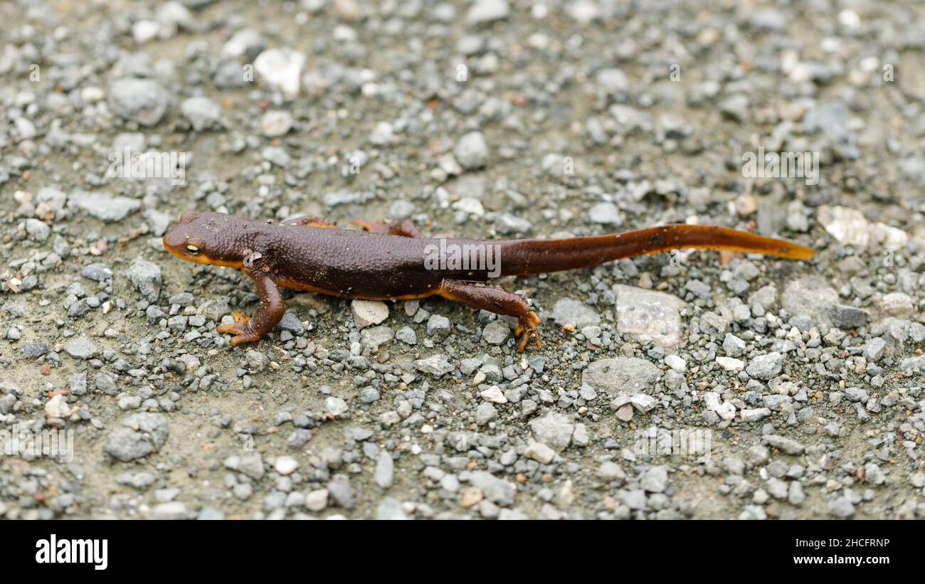 California Newt Profil Wandern auf Schotter. Almaden Quicksilver County Park, Santa Clara County, Kalifornien, USA. Stockfoto