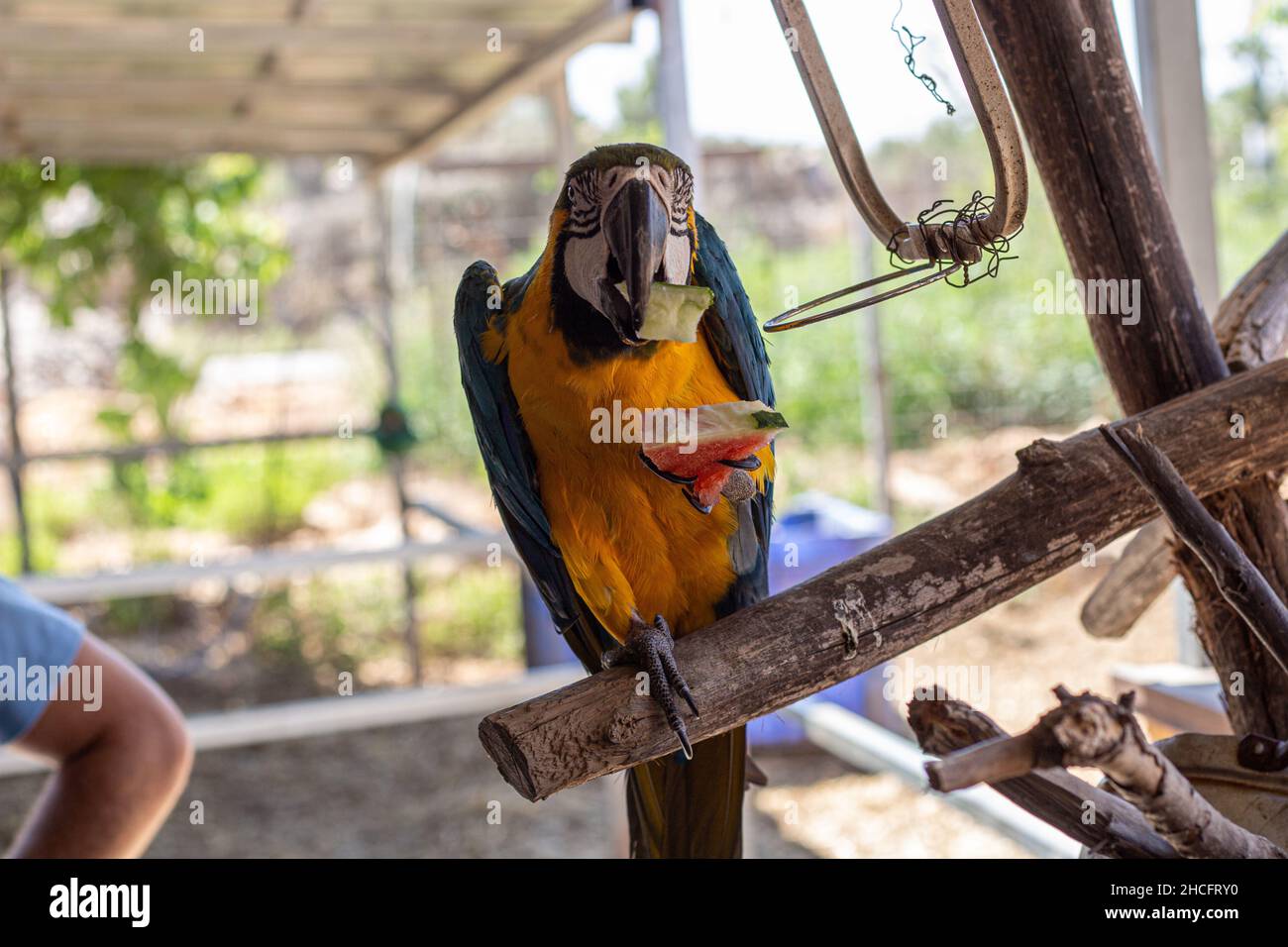 Nahaufnahme flacher Fokus eines Ara bunten Papageienvogels, der auf die Kamera schaut Stockfoto