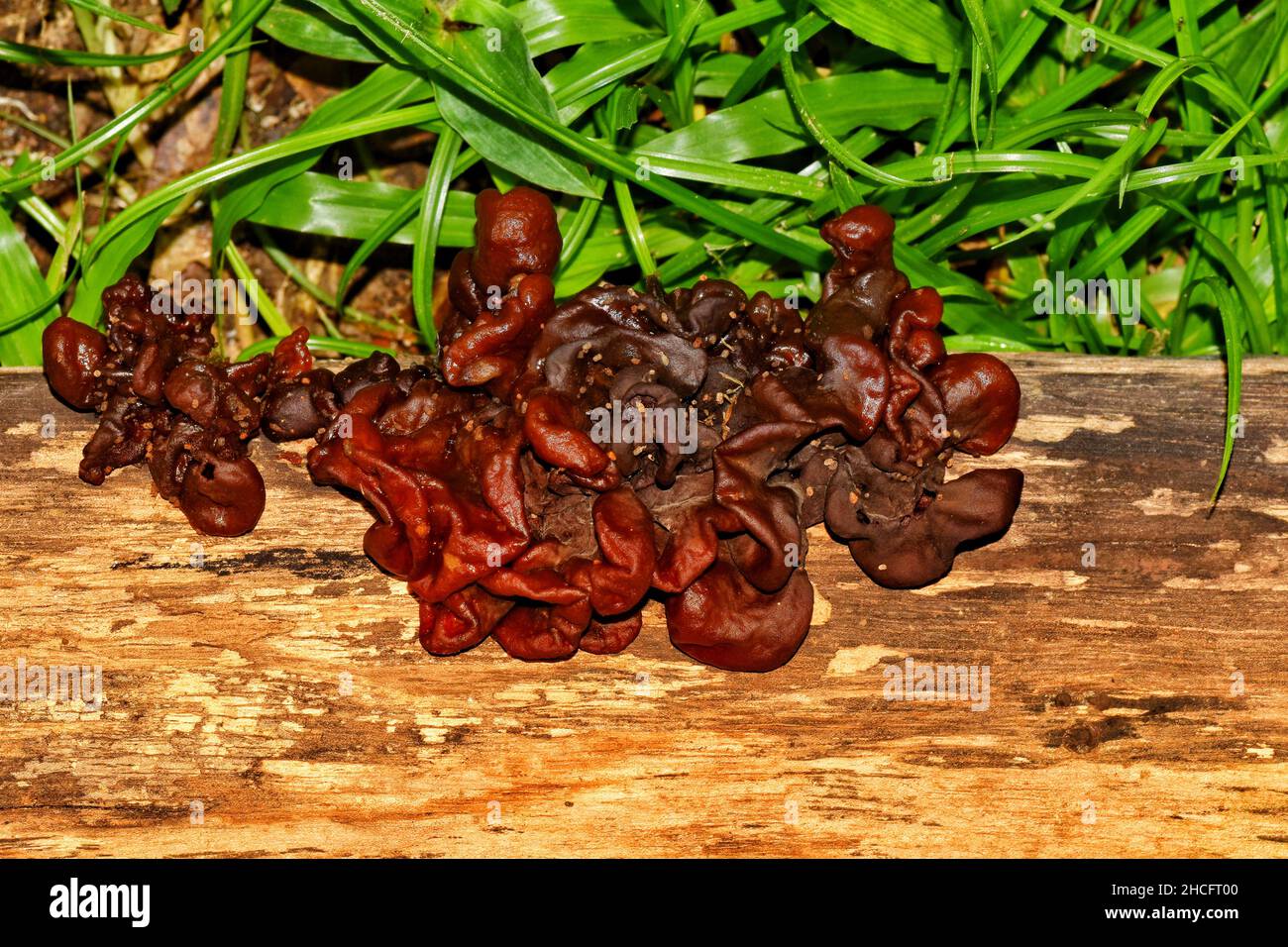 Auricularia auricula-judae, auch bekannt als Holzohr oder Schwarzholzohrpilze. Das Foto wurde auf einem Holzstamm in einem Garten im Hafen von Spanien, Trinidad, aufgenommen. Stockfoto