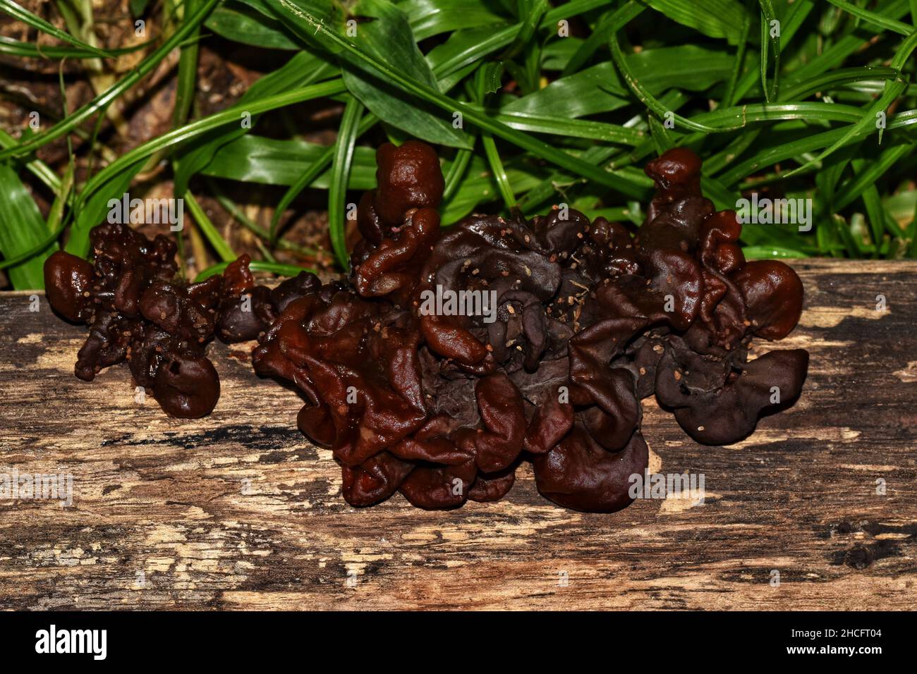 Auricularia auricula-judae, auch bekannt als Holzohr oder Schwarzholzohrpilze. Das Foto wurde auf einem Holzstamm in einem Garten im Hafen von Spanien, Trinidad, aufgenommen. Stockfoto