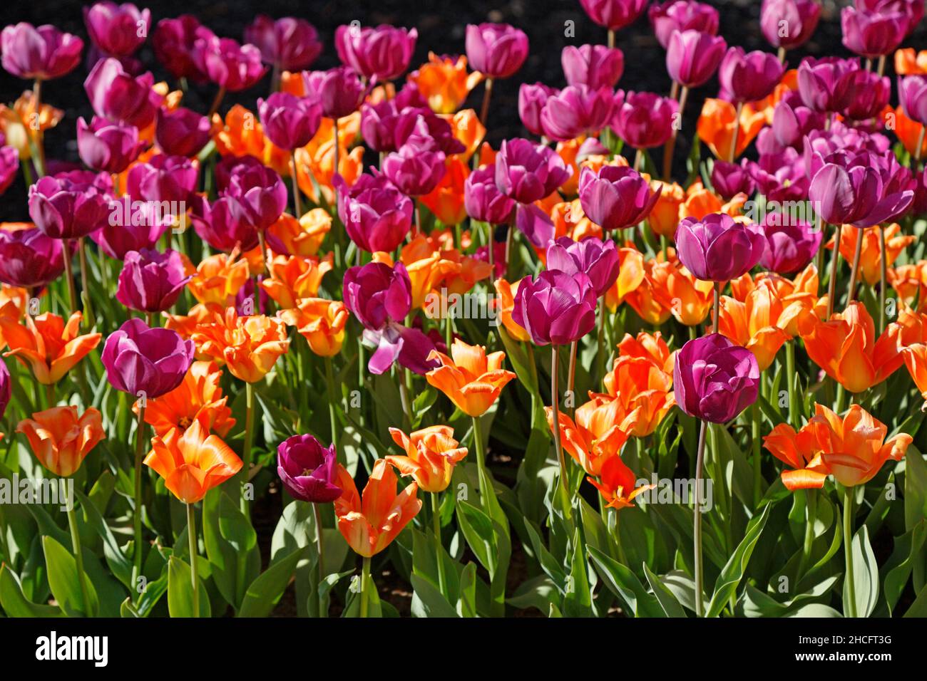 Lila und Orange Tulpen in einem Blumenbeet, North Carolina Stockfoto