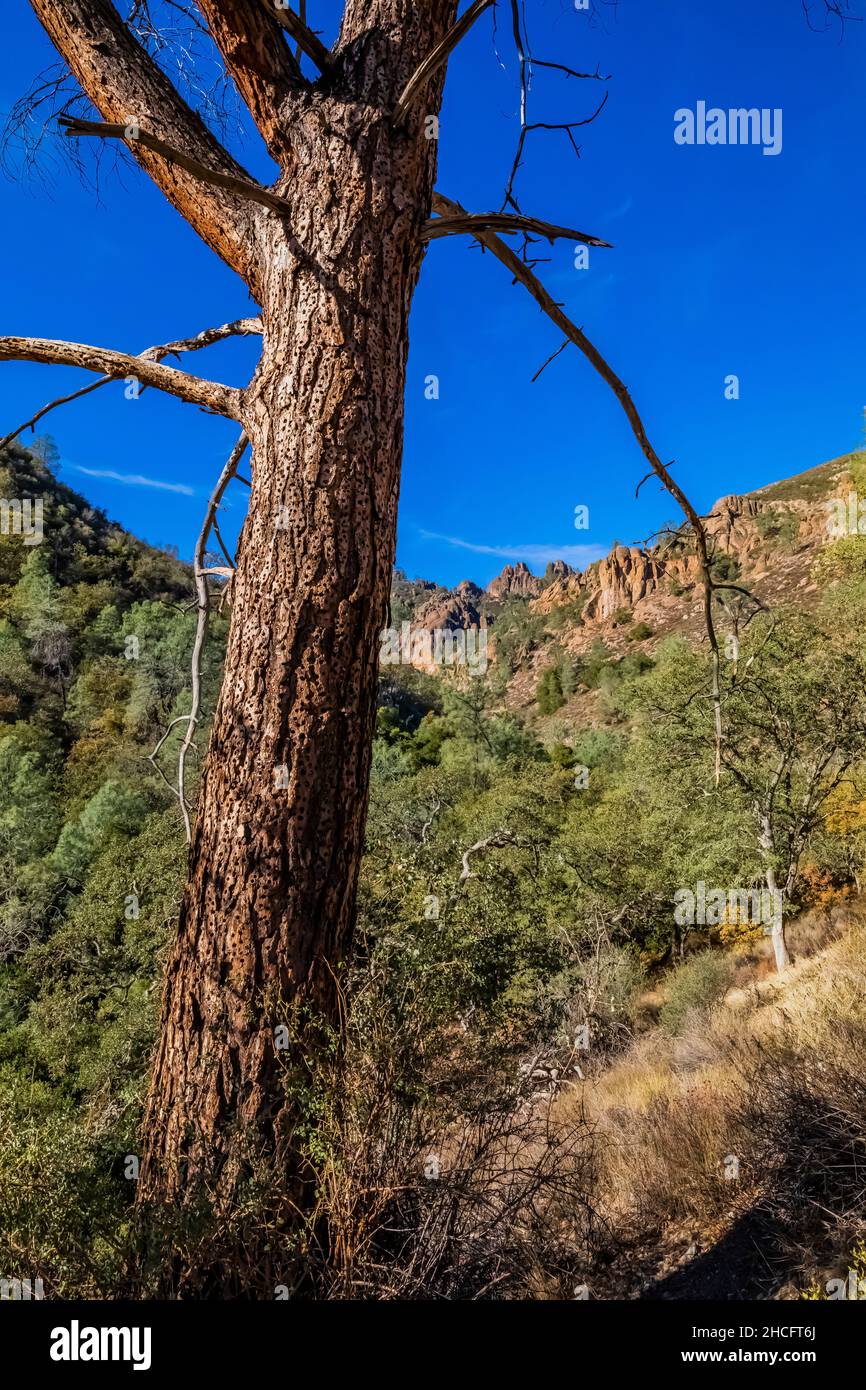 Acorn Woodpecker, Melanerpes formicivorus, Kornbaum mit gelagerten Eicheln und High Peaks im Pinnacles National Park, Kalifornien, USA Stockfoto