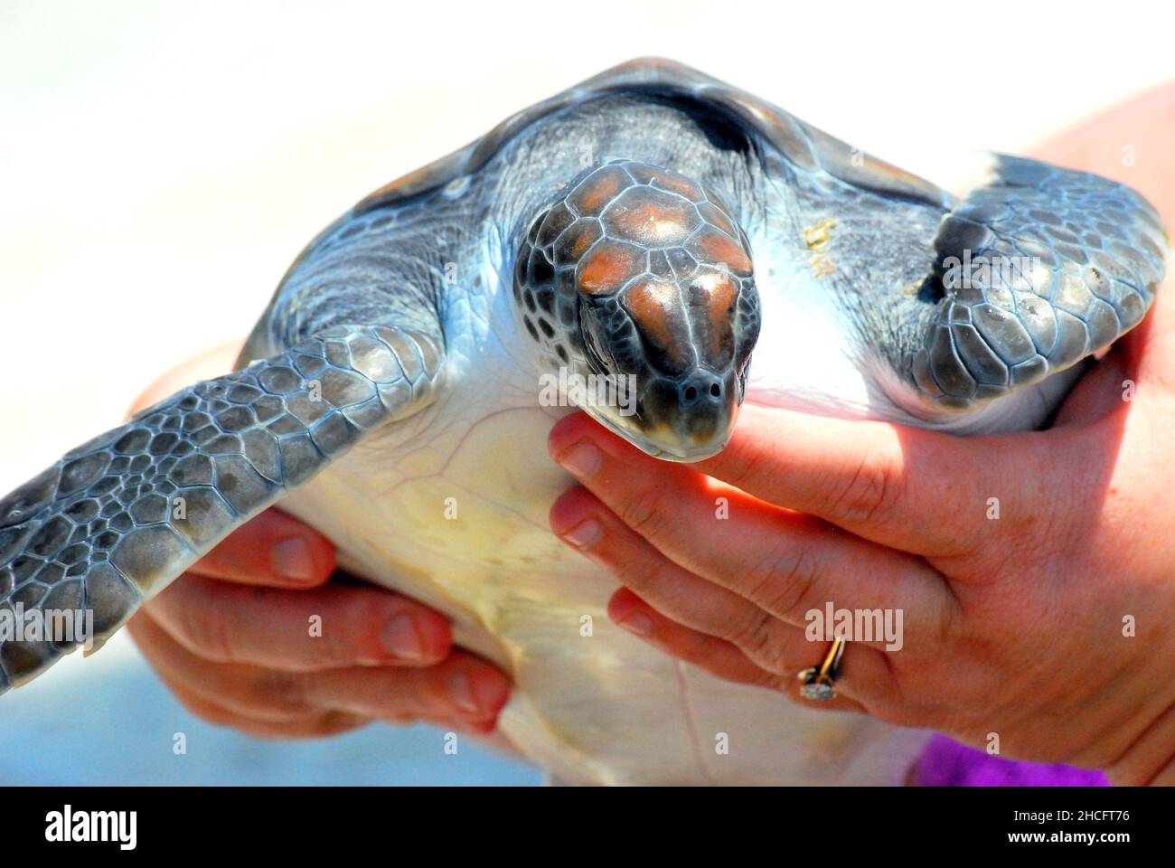 Nahaufnahme einer weiblichen Hand, die eine Grüne Meeresschildkröte hält Stockfoto