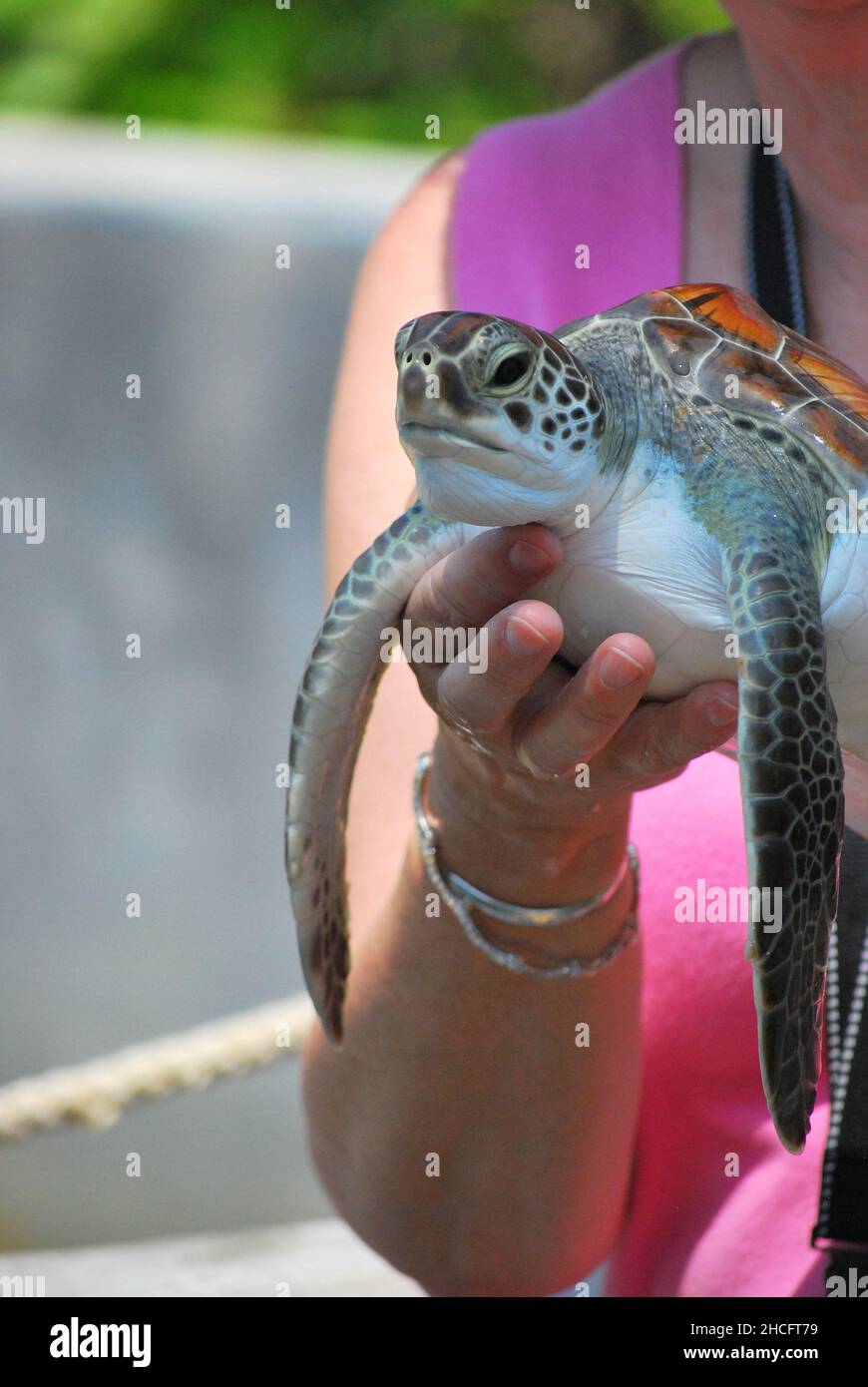 Nahaufnahme einer weiblichen Hand, die eine Grüne Meeresschildkröte hält Stockfoto