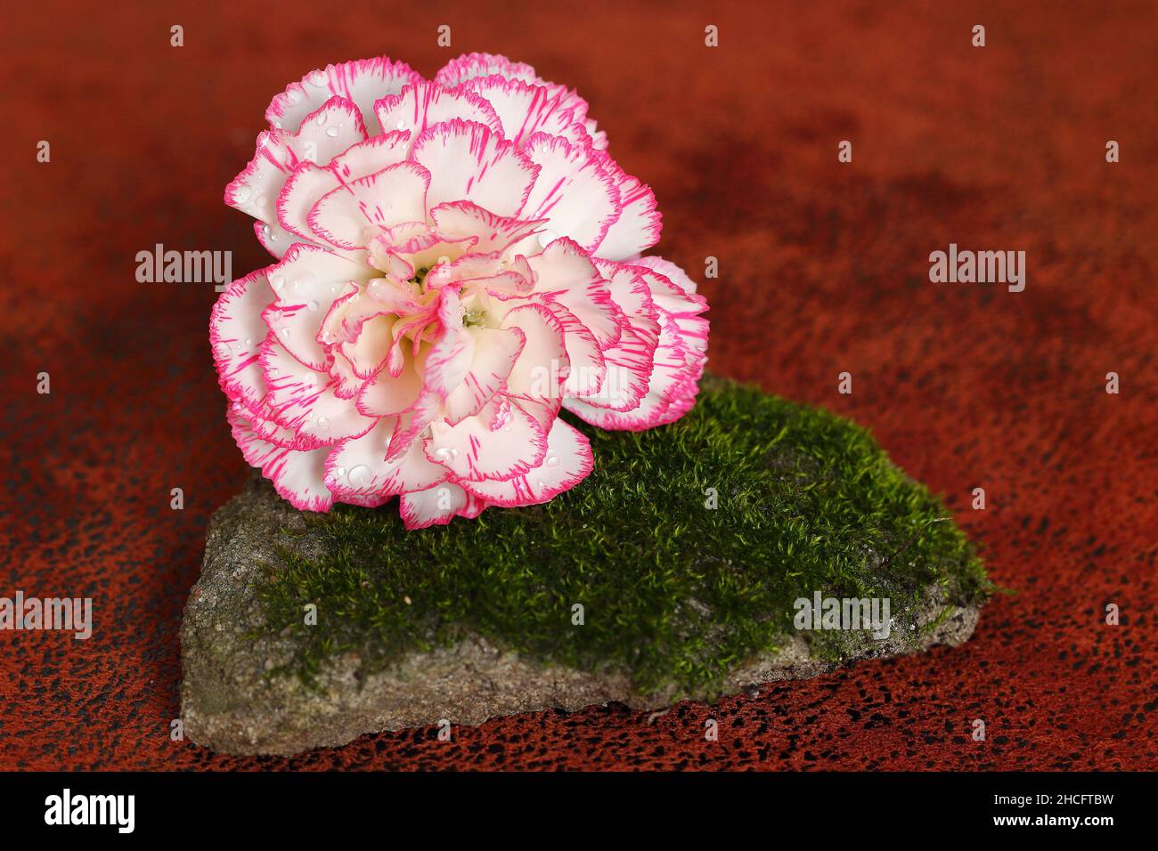 Nahaufnahme einer weißen und rosa Nelkenblume und eines moosigen Felsens auf einer weichen Teppichoberfläche Stockfoto