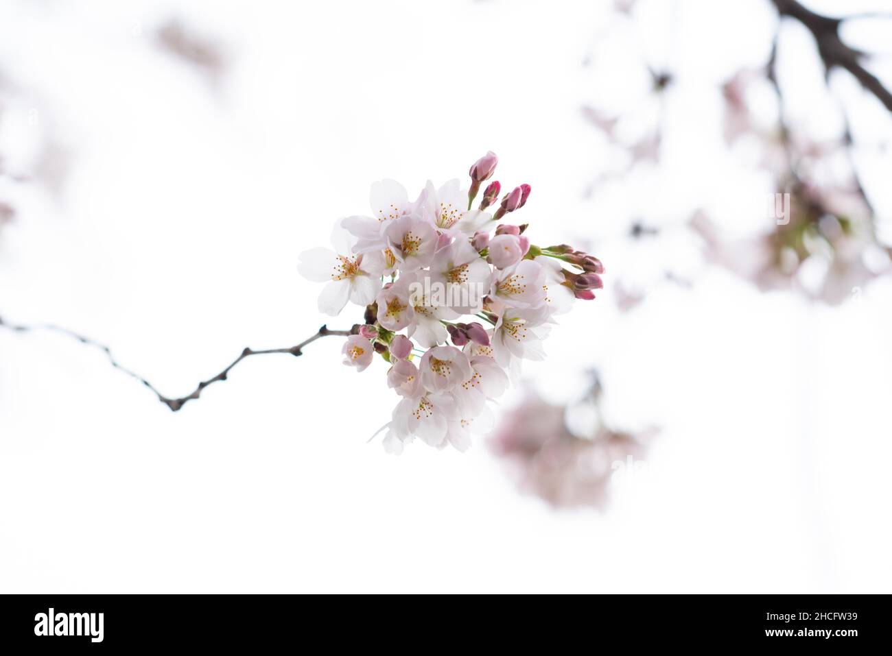 Gezielte Aufnahme von Kirschblüten Stockfoto