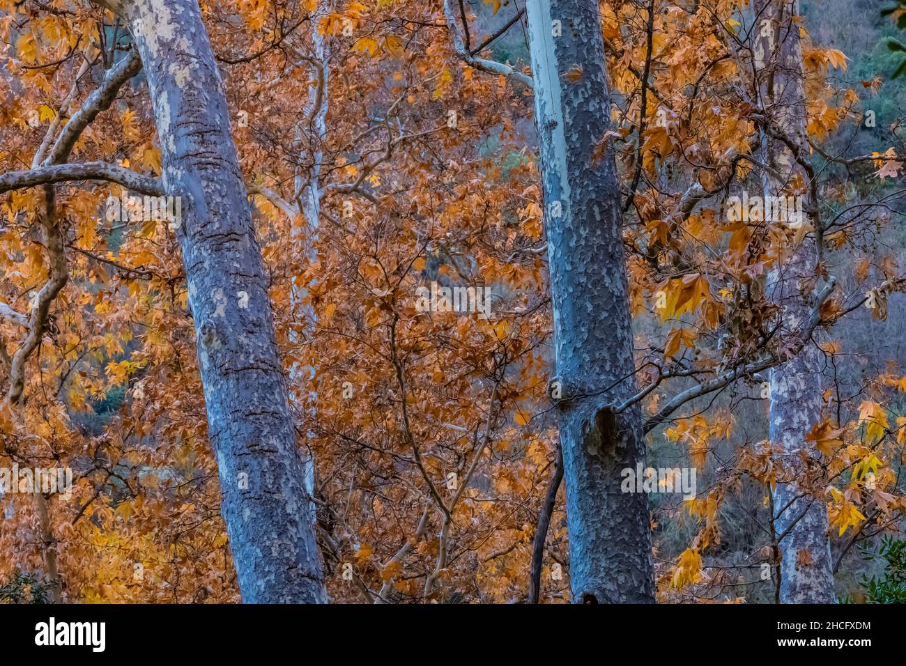 WESTERN Sycamore, Platanus racemosa, entlang des Bear Creek Pinnacles National Park, Kalifornien, USA Stockfoto