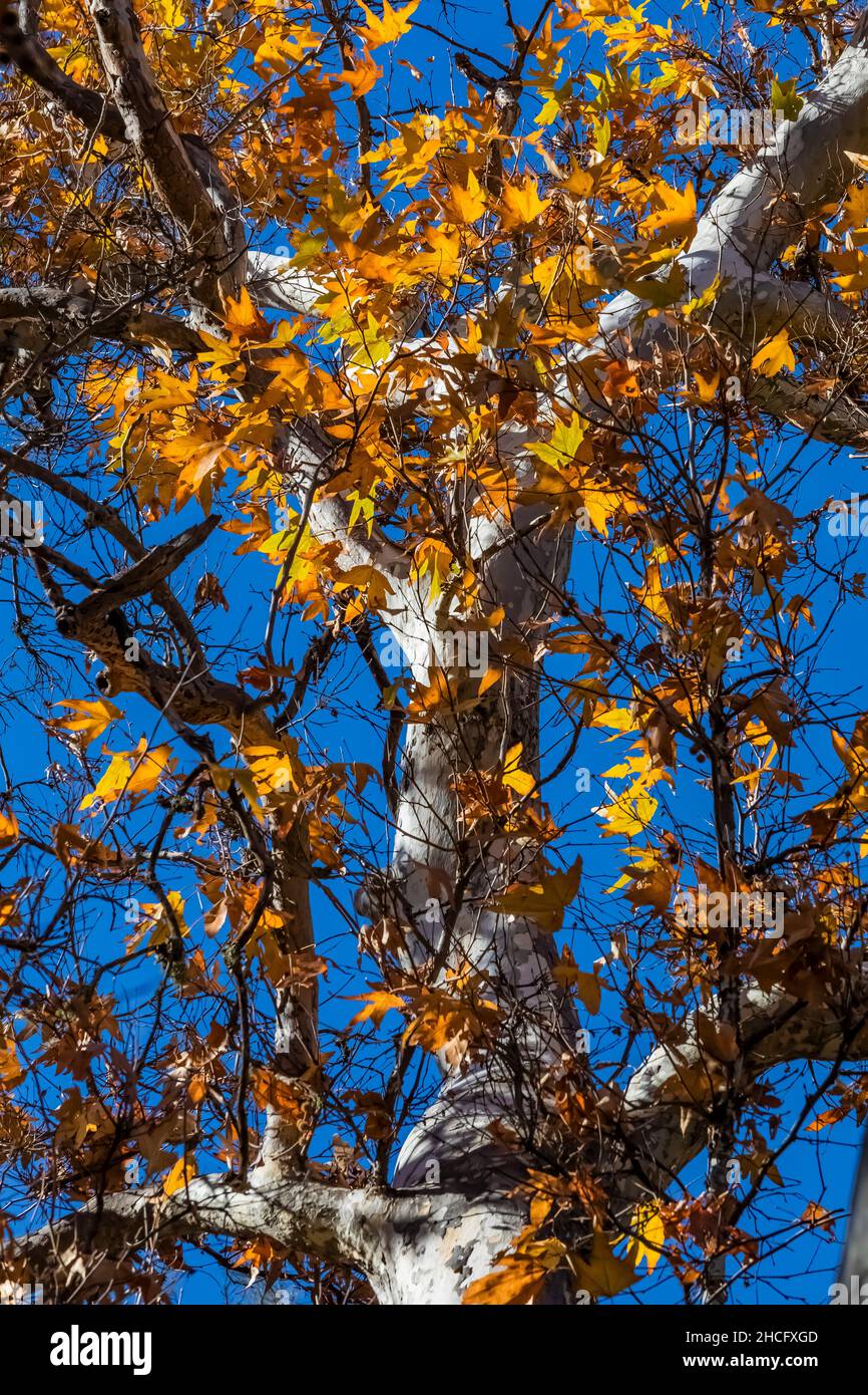WESTERN Sycamore, Platanus racemosa, entlang des Bear Creek Pinnacles National Park, Kalifornien, USA Stockfoto
