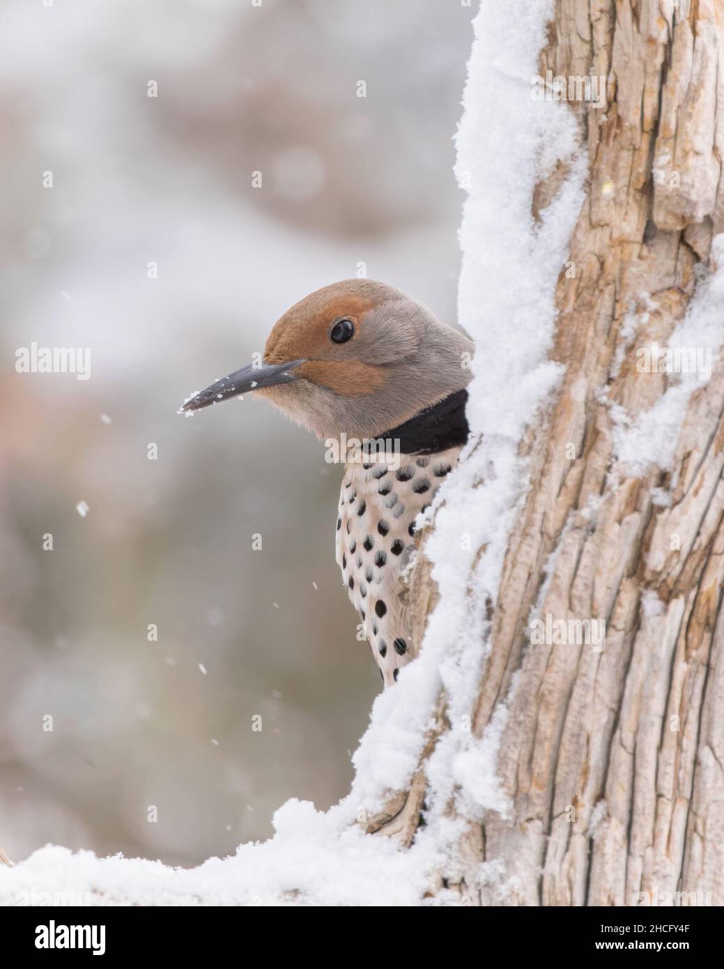 Ein weibliches, rot geschüffeltes nördliches Flimmern ragt hinter einem winterlichen Barsch nach. Stockfoto